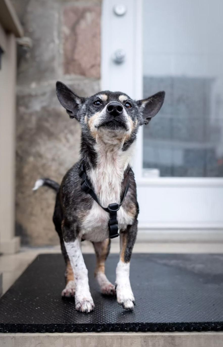Arya, adopted, Adult Female Mixed Breed.