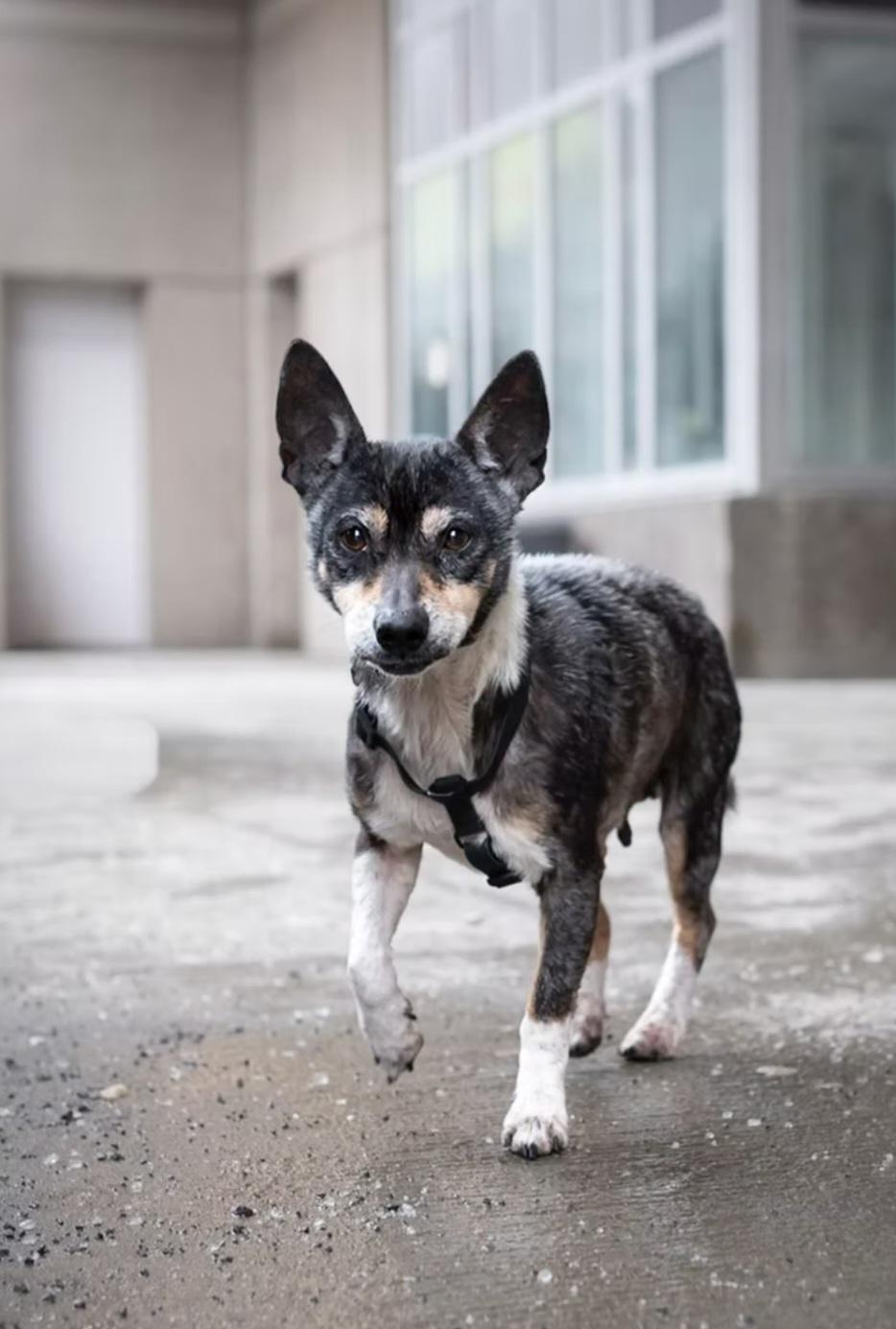Enlarge Arya, an adopted Mixed Breed in Montréal, QC image 2/3