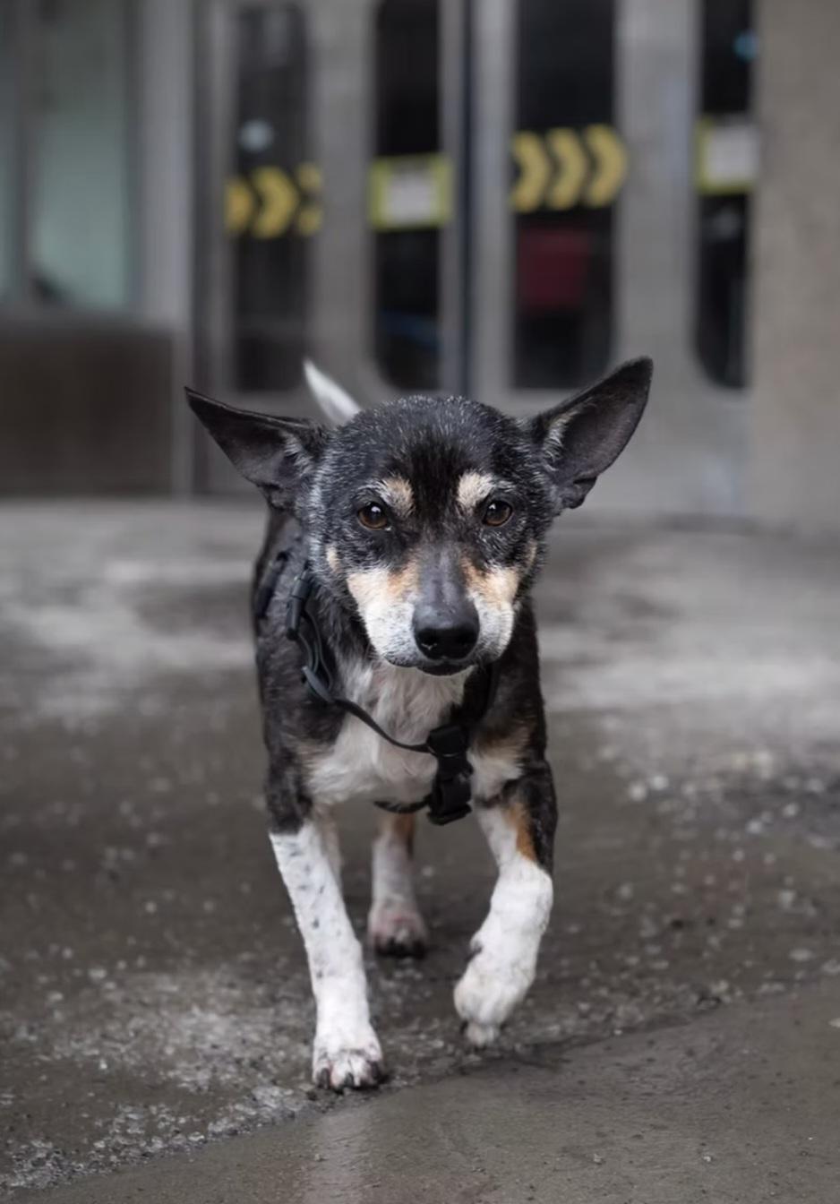 Enlarge Arya, an adopted Mixed Breed in Montréal, QC image 3/3