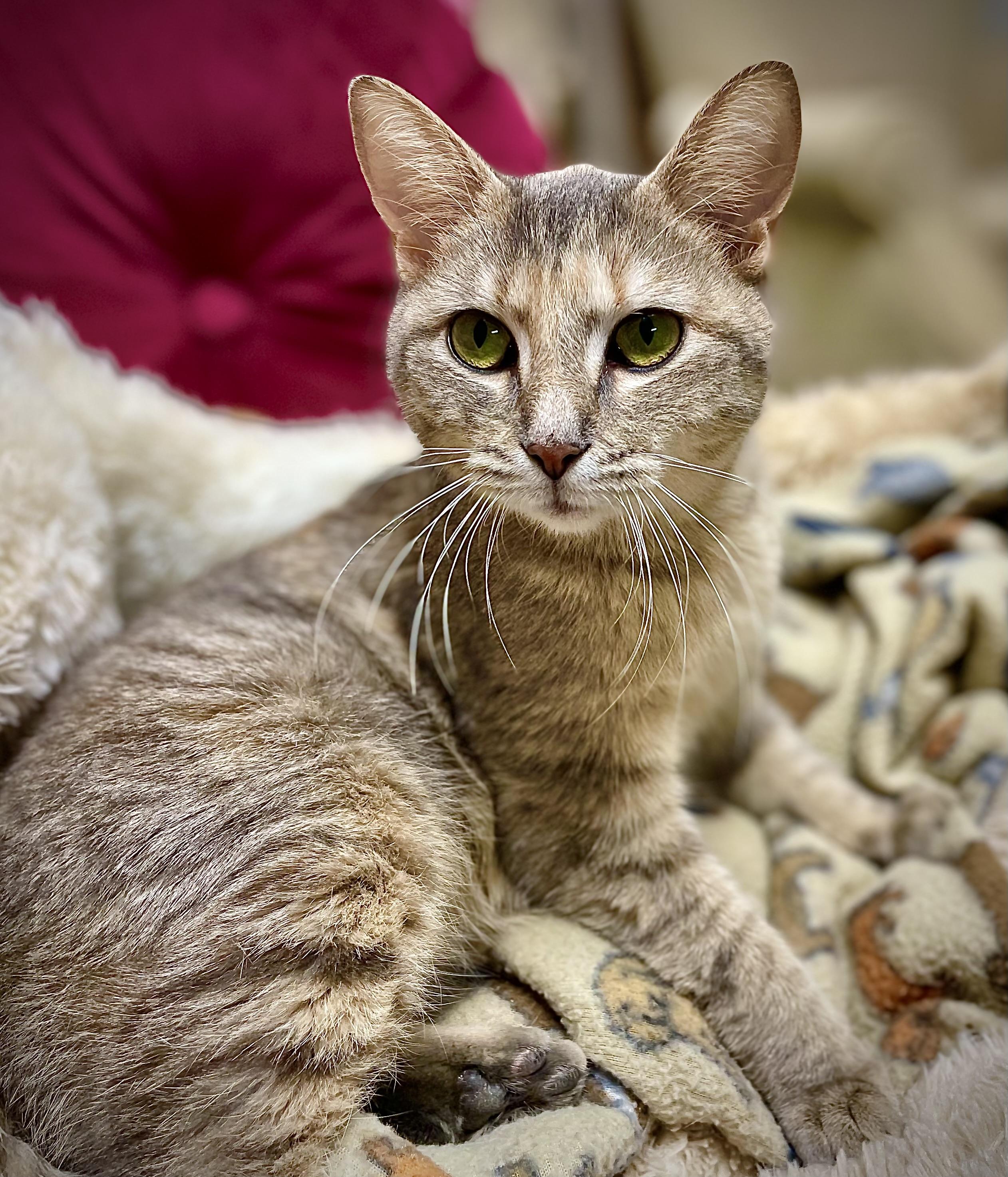 Jenga, a Adoptable Domestic Short Hair in Clarkesville, GA image 3/4