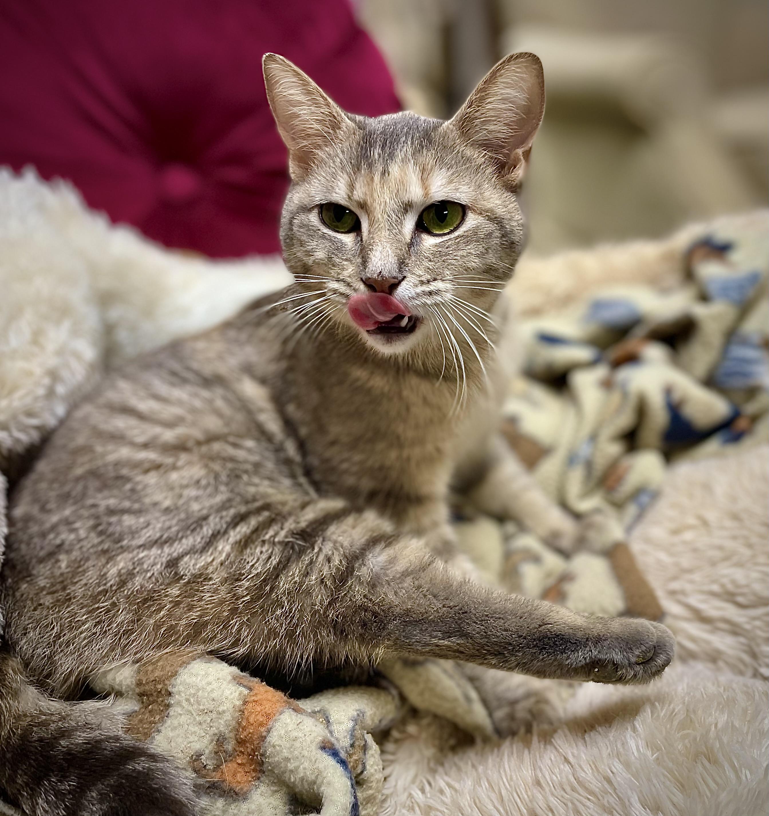 Jenga, a Adoptable Domestic Short Hair in Clarkesville, GA image 1/4