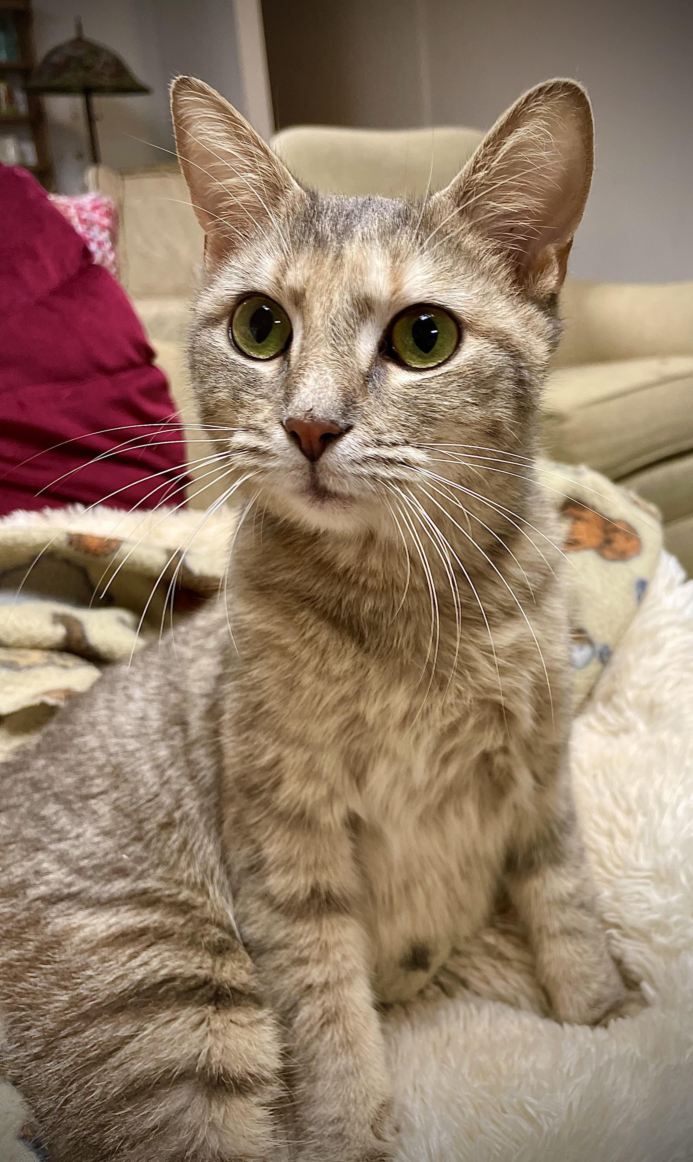 Jenga, a Adoptable Domestic Short Hair in Clarkesville, GA image 4/4