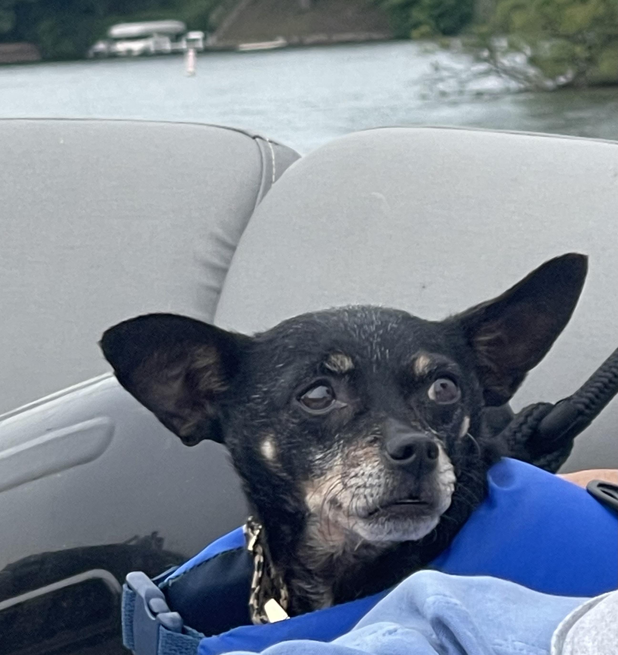 Tinkerbelle, a ADOPTABLE mixed breed in Whitewater, WI image 2/6