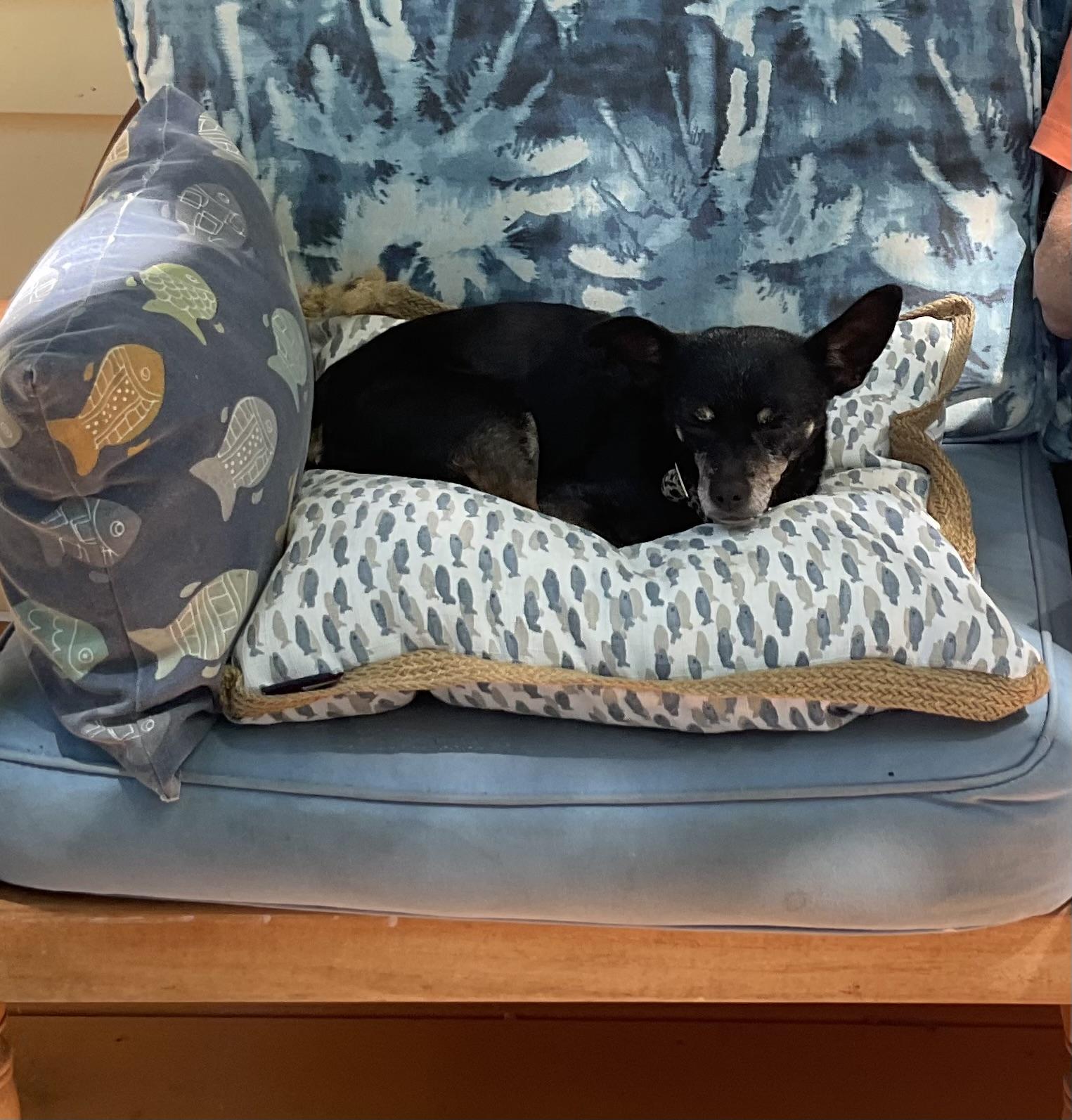 Tinkerbelle, a ADOPTABLE mixed breed in Whitewater, WI image 6/6