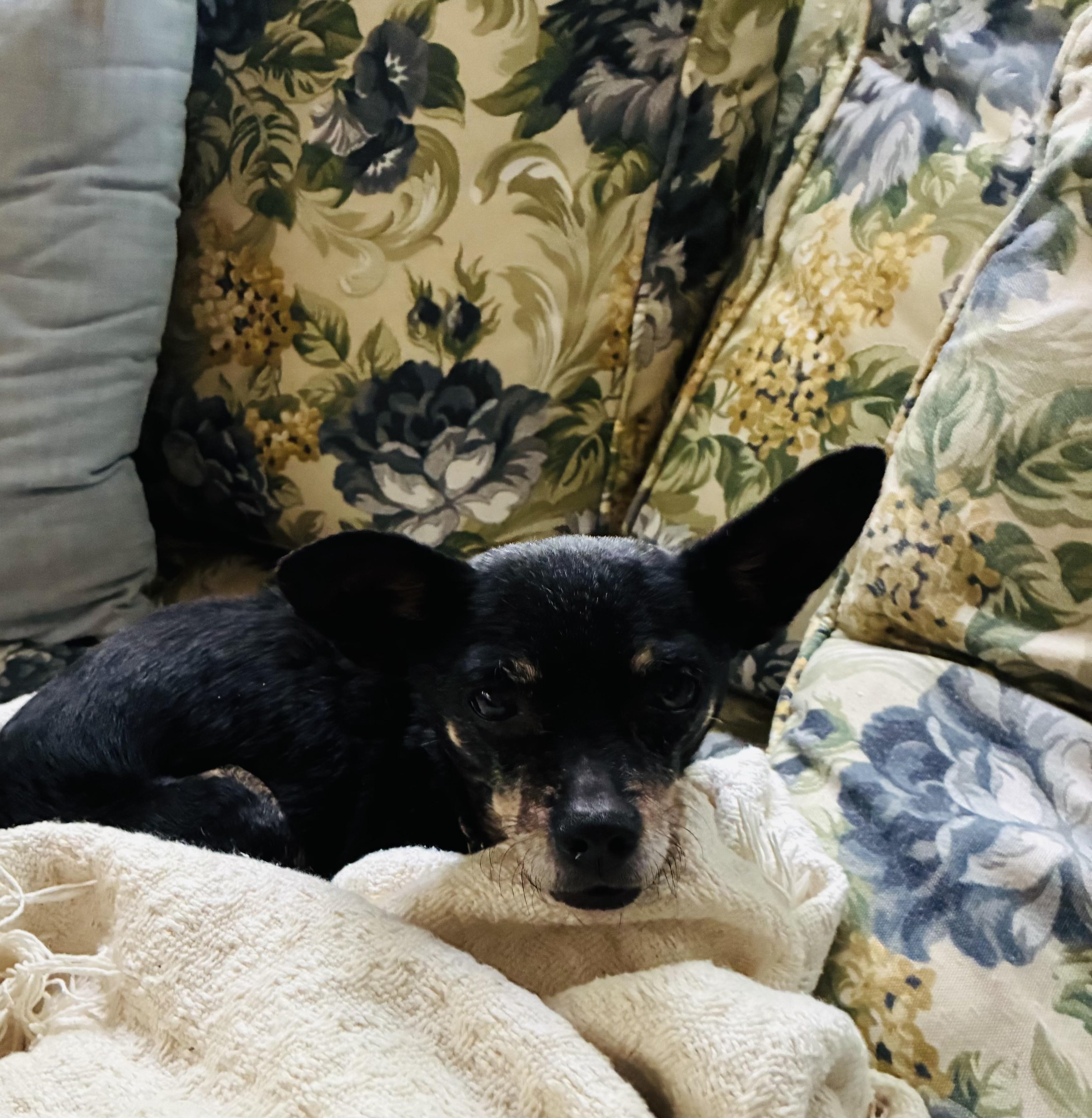 Tinkerbelle, a ADOPTABLE mixed breed in Whitewater, WI image 5/6
