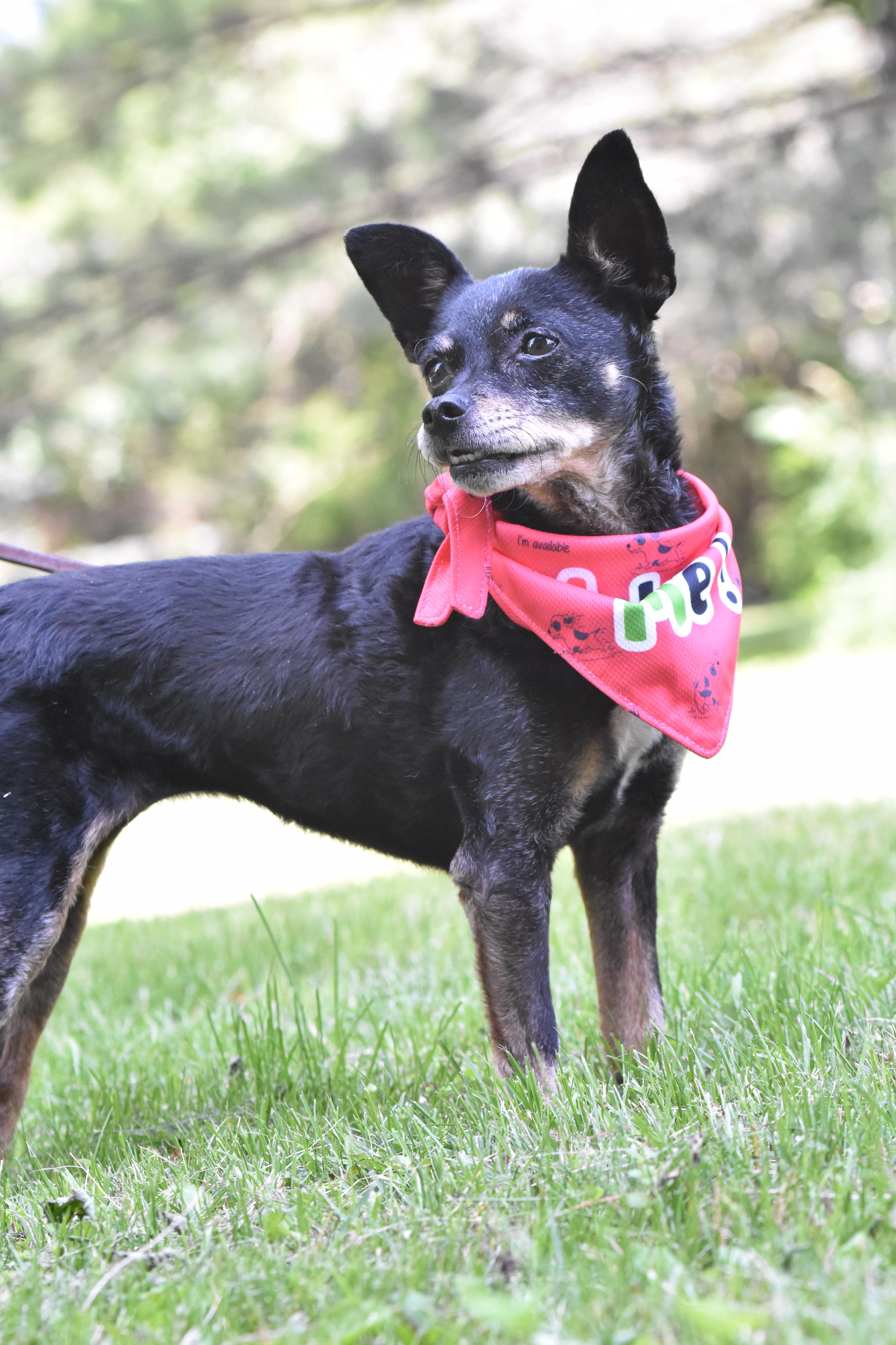 Tinkerbelle, a ADOPTABLE mixed breed in Whitewater, WI image 3/6