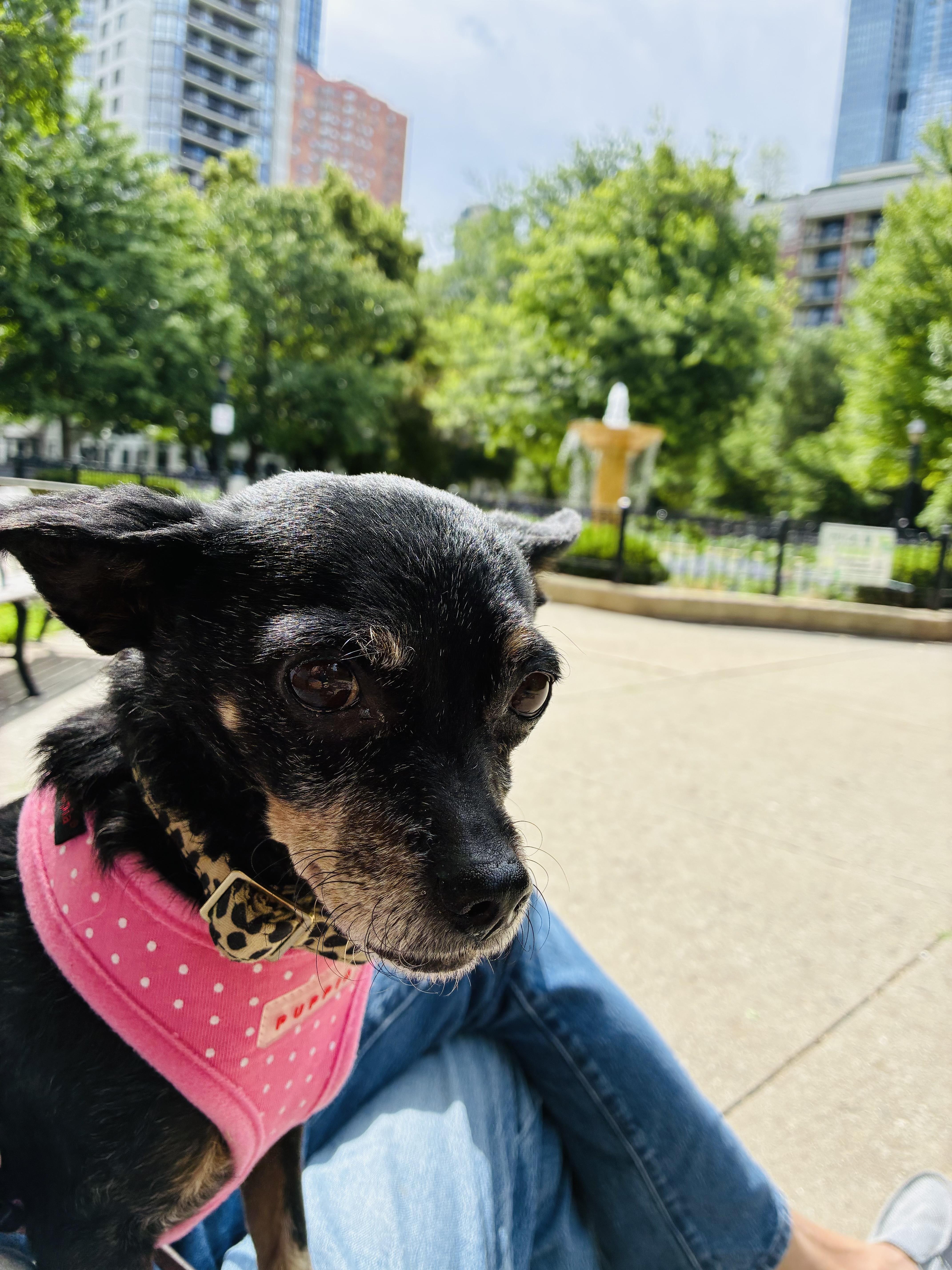 Tinkerbelle, a ADOPTABLE mixed breed in Whitewater, WI image 4/6