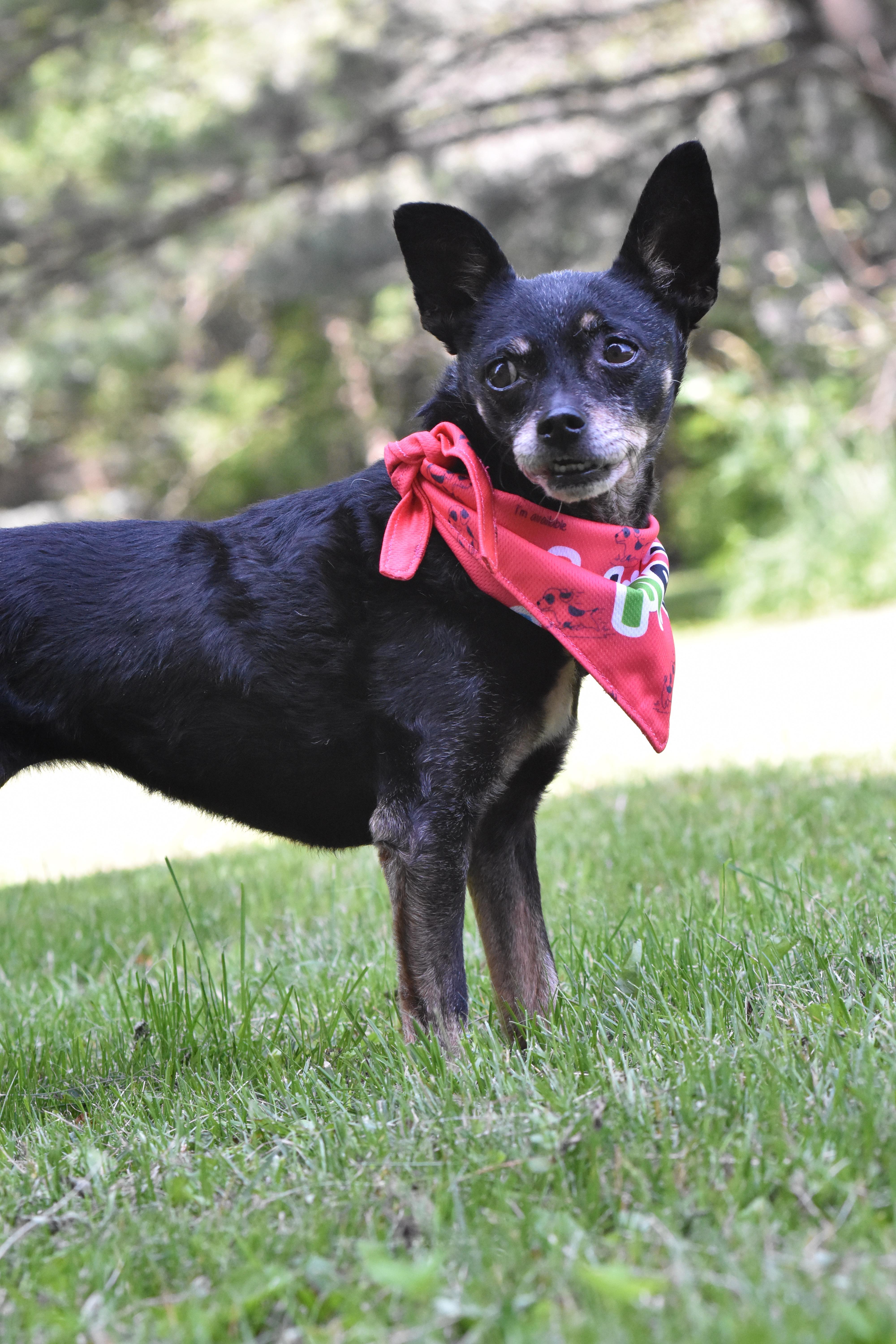 Tinkerbelle, a ADOPTABLE mixed breed in Whitewater, WI image 1/6