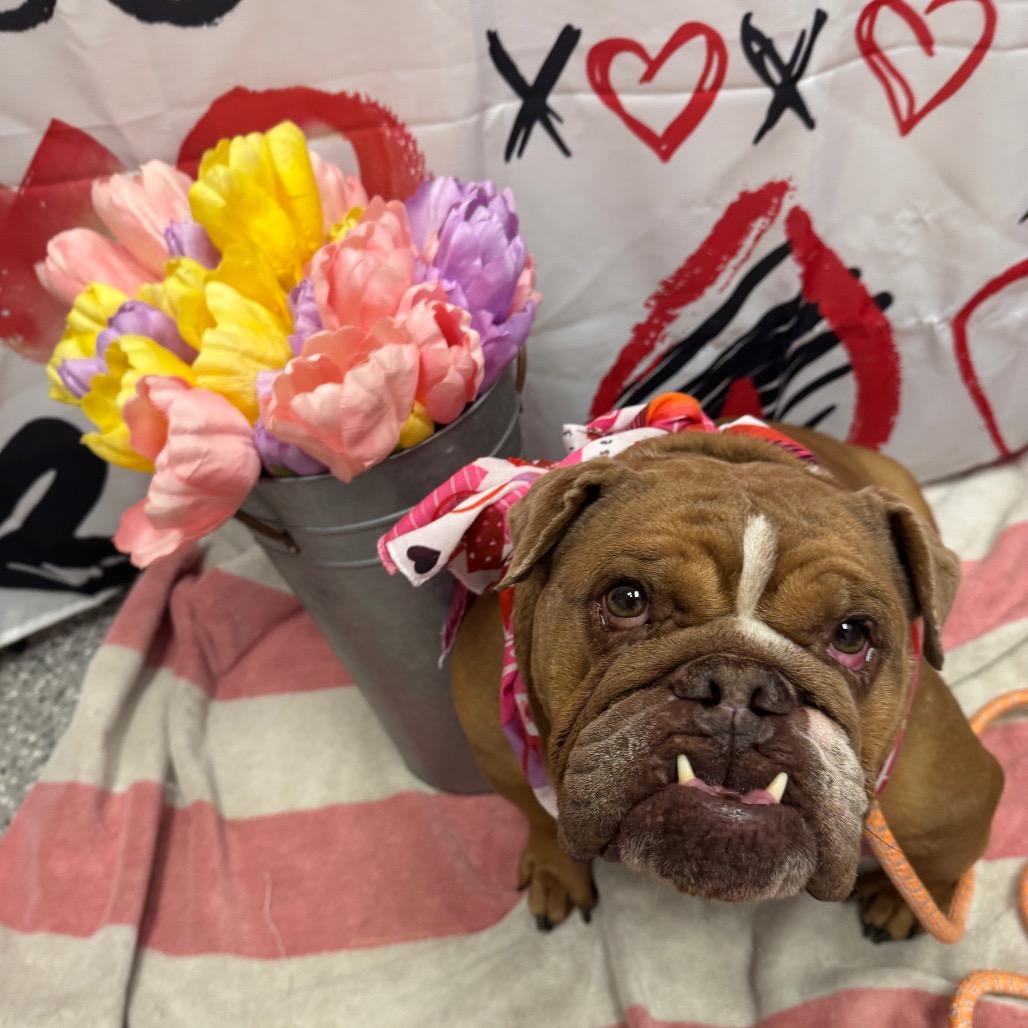 Prune, a Adoptable English Bulldog in Henderson, NV image 1/3