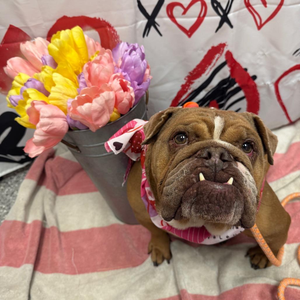 Prune, a Adoptable English Bulldog in Henderson, NV image 2/3