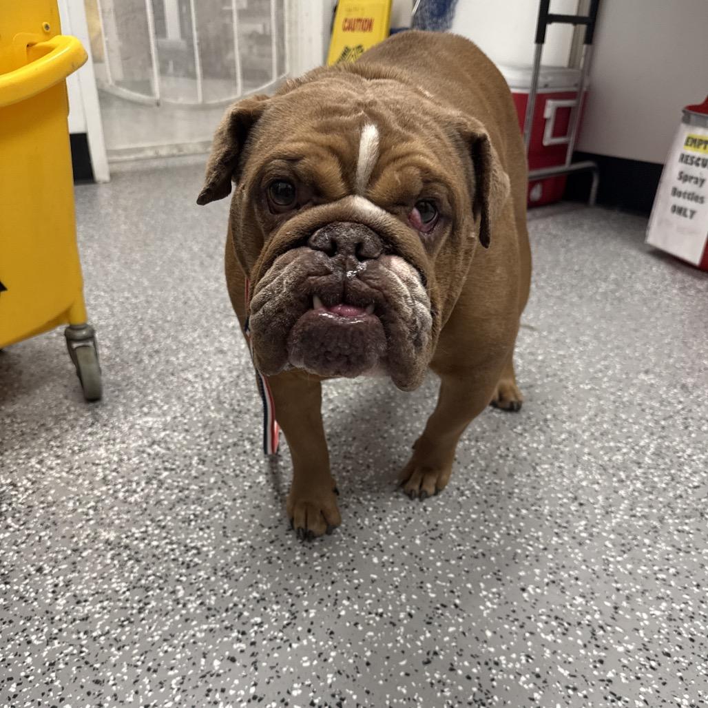 Prune, a Adoptable English Bulldog in Henderson, NV image 3/3