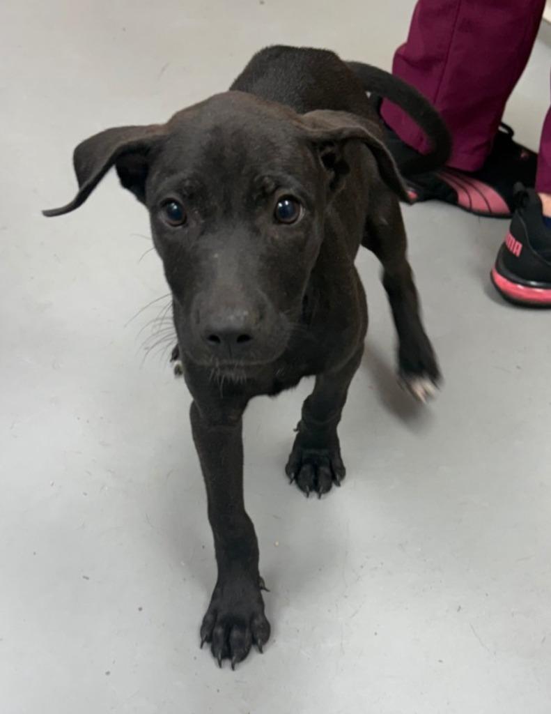 Enlarge Wabbits, a Adoptable Terrier in Hartsville, SC image 1/1
