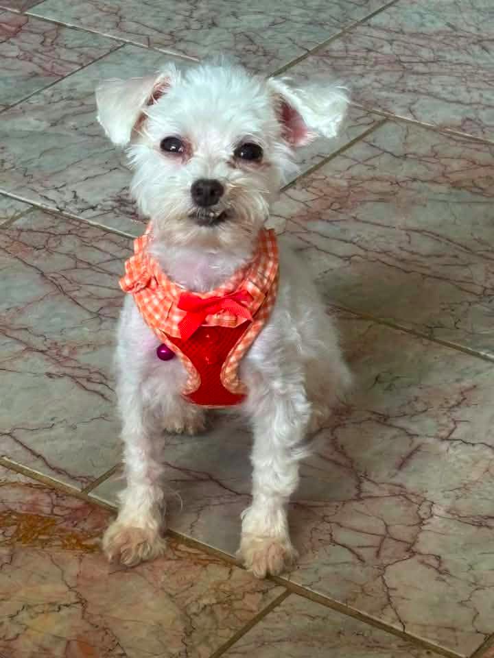 Enlarge Shaylee $500, a Adoptable Maltese in Milwaukee, WI image 1/4