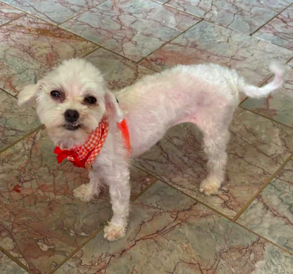Enlarge Shaylee $500, a Adoptable Maltese in Milwaukee, WI image 2/4
