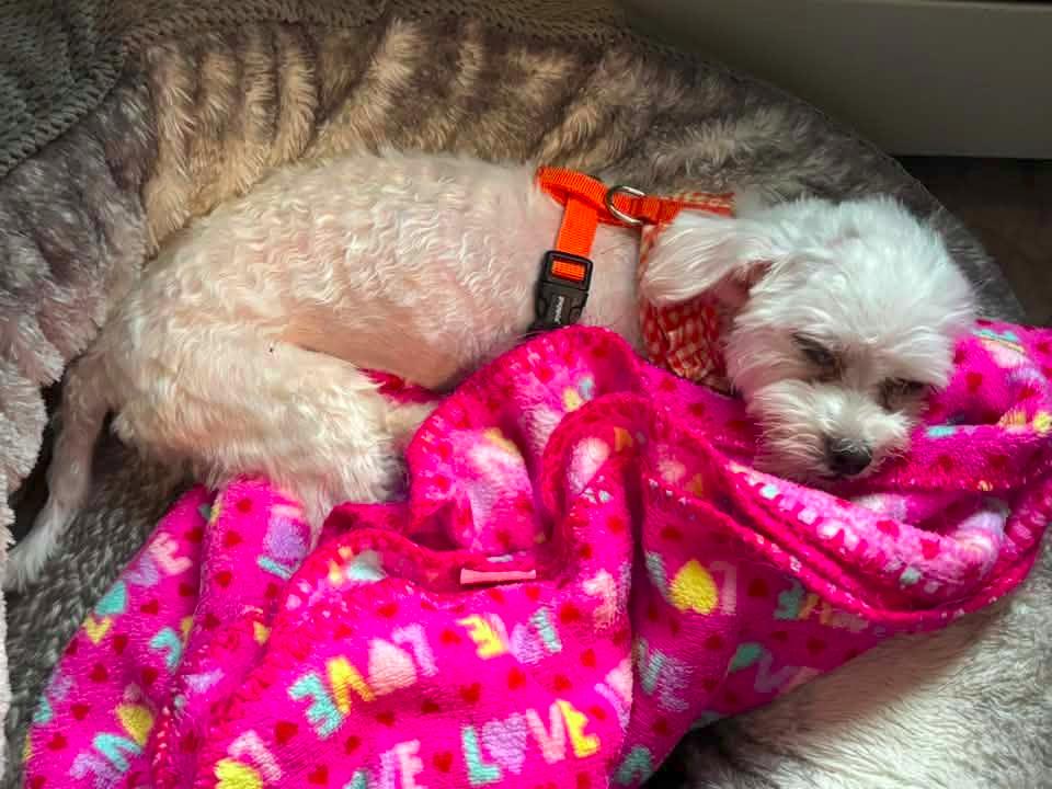 Enlarge Shaylee $500, a Adoptable Maltese in Milwaukee, WI image 3/4