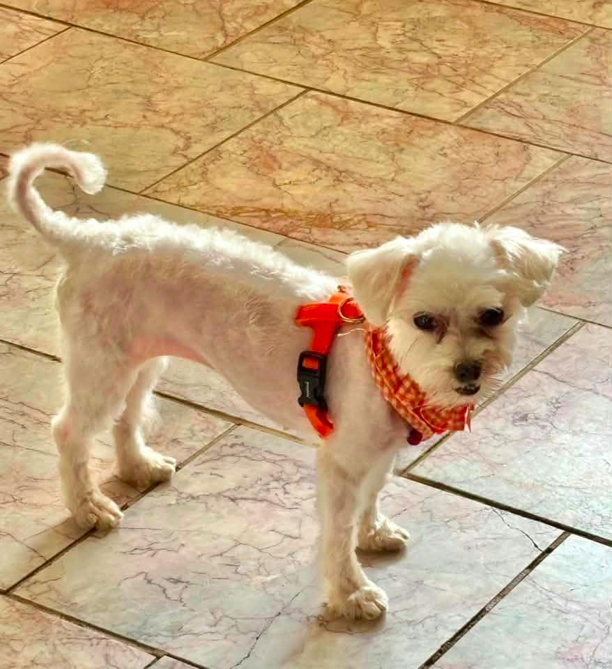 Enlarge Shaylee $500, a Adoptable Maltese in Milwaukee, WI image 4/4
