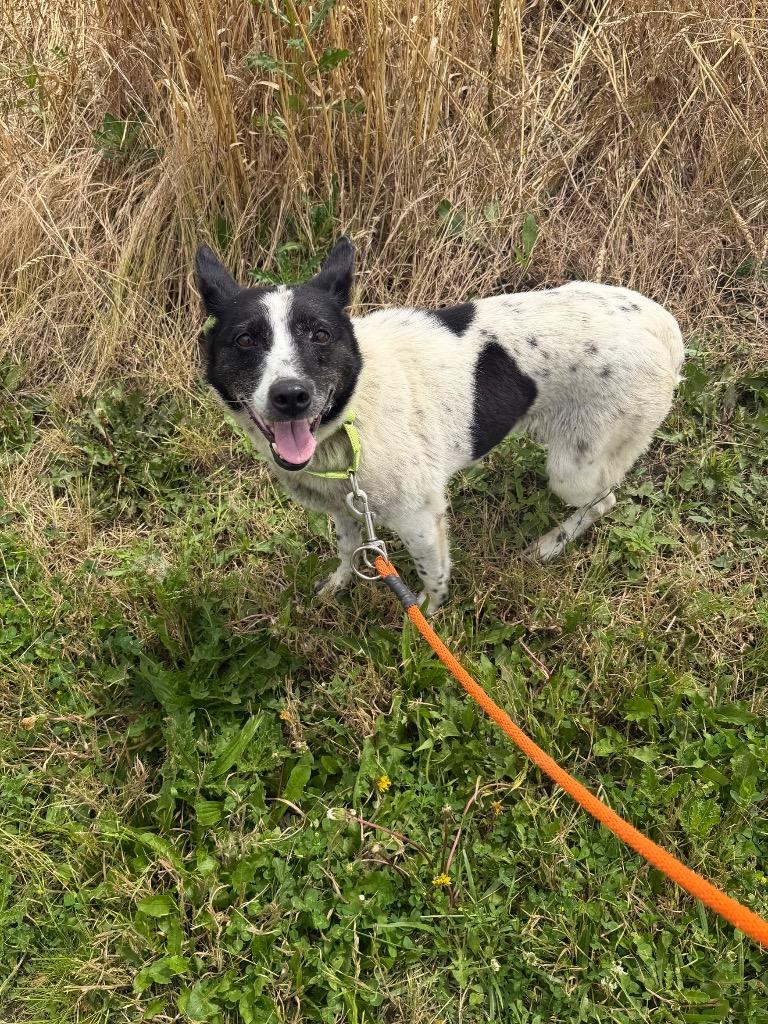 Enlarge Sayla, a Adoptable mixed breed in Marion, OH image 1/1