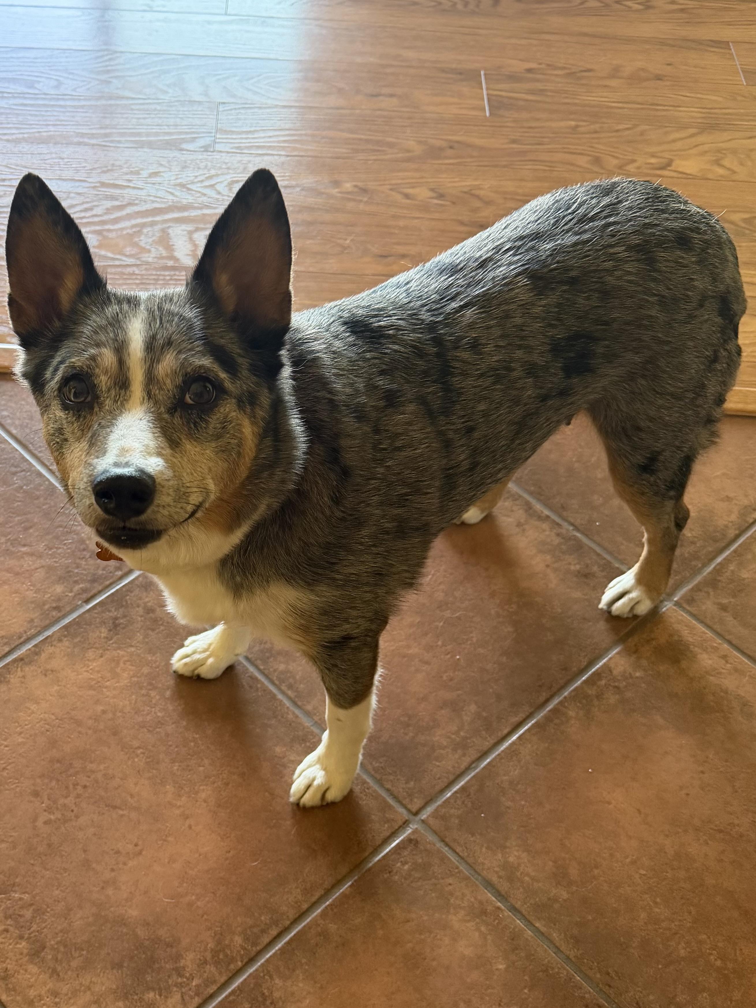 Maya, ADOPTABLE, Senior Female Australian Cattle Dog / Blue Heeler.