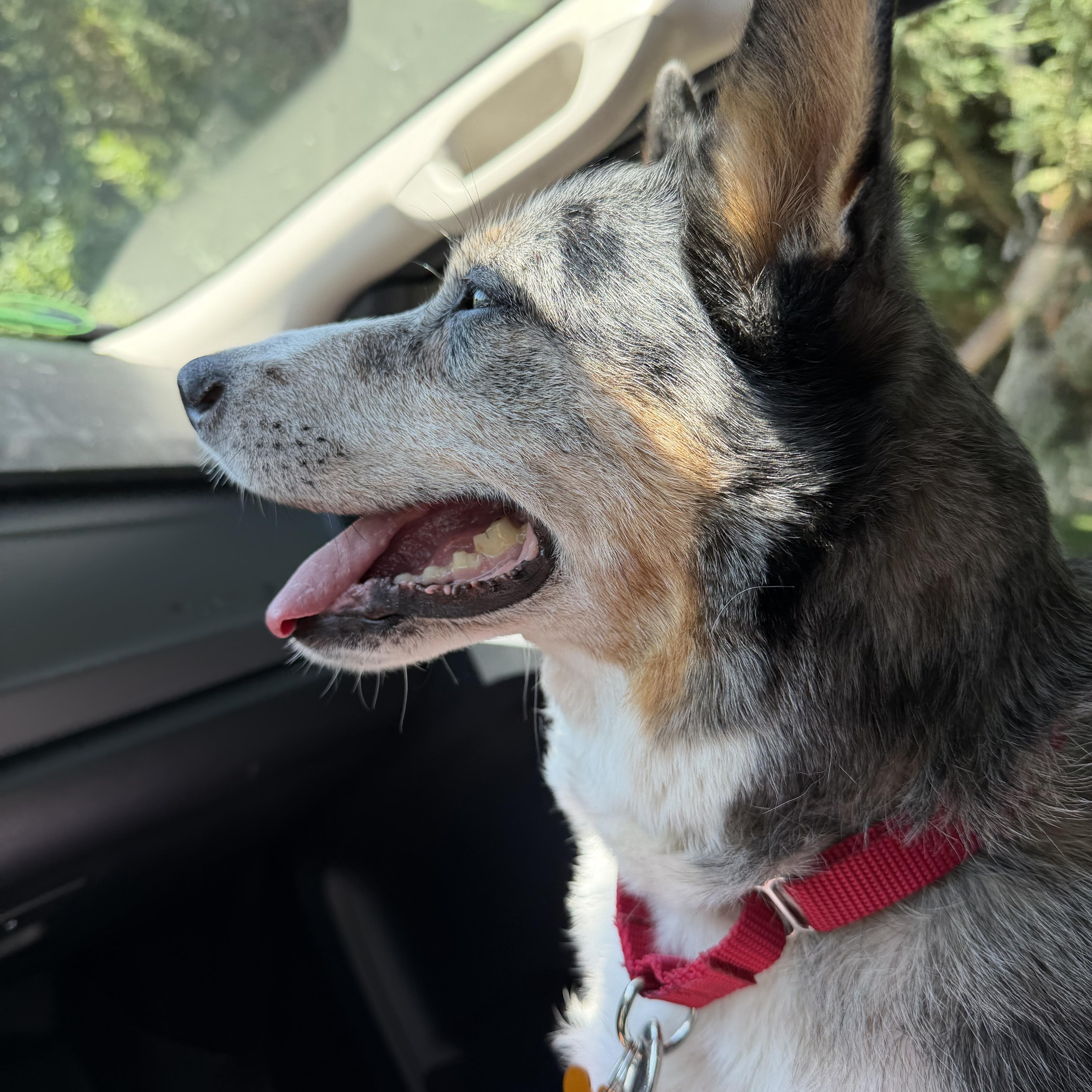 Maya, an adopted Australian Cattle Dog / Blue Heeler in Silvana, WA image 5/5
