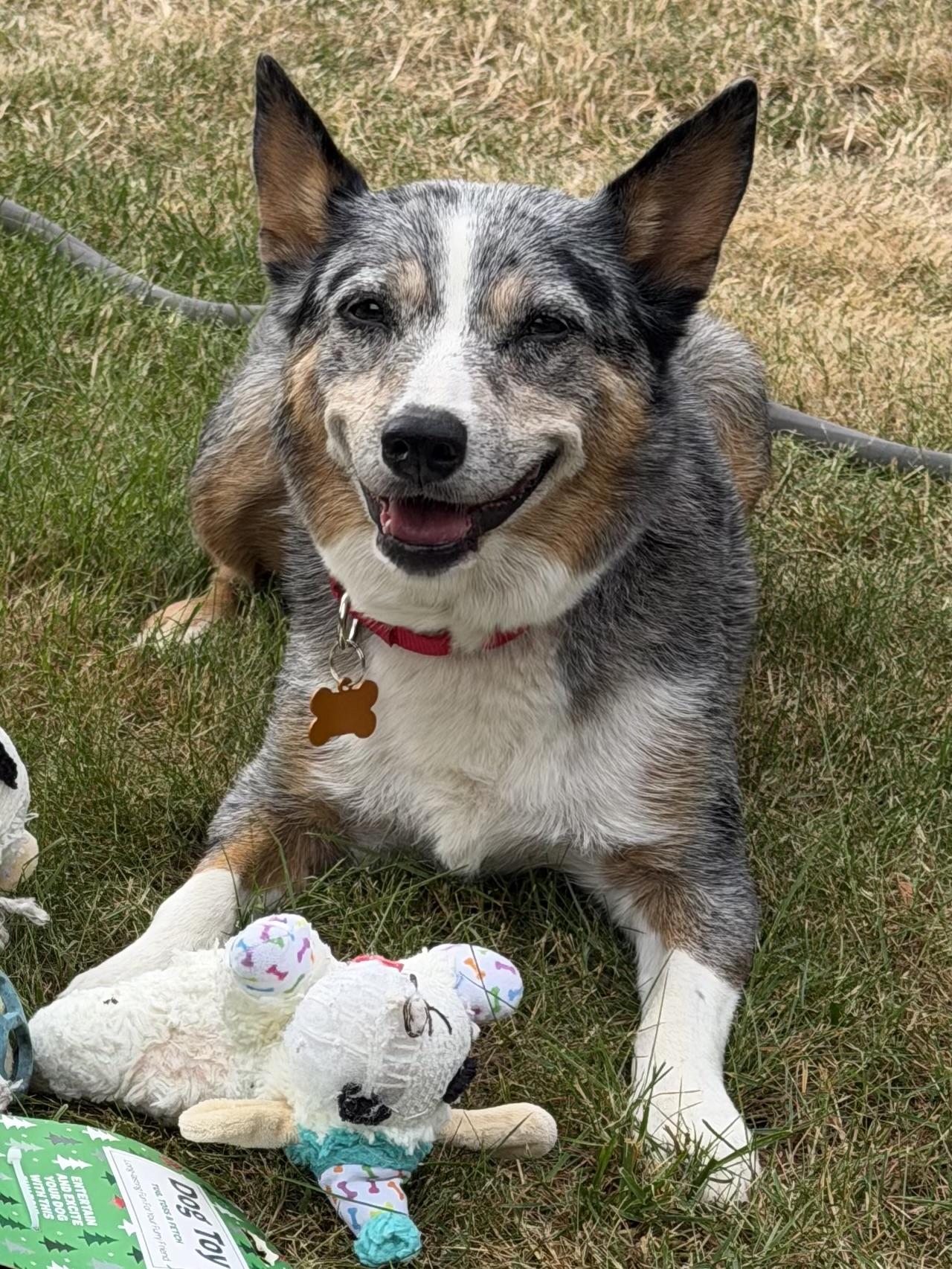 Maya, ADOPTABLE, Senior Female Australian Cattle Dog / Blue Heeler.