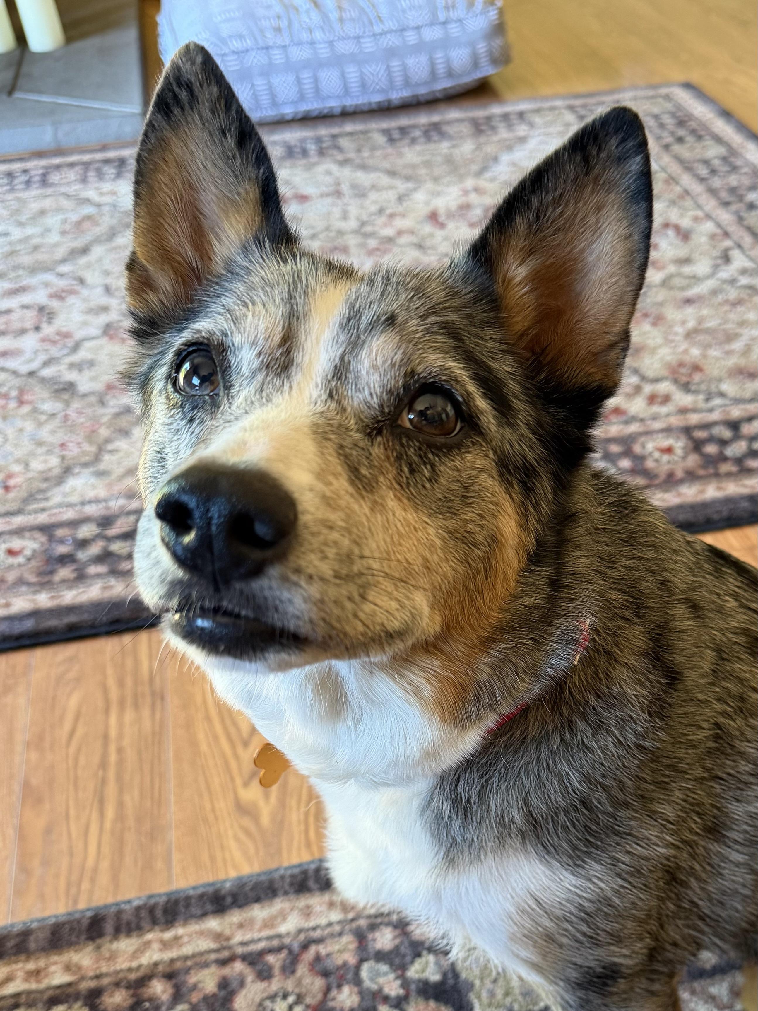 Maya, an adopted Australian Cattle Dog / Blue Heeler in Silvana, WA image 3/5