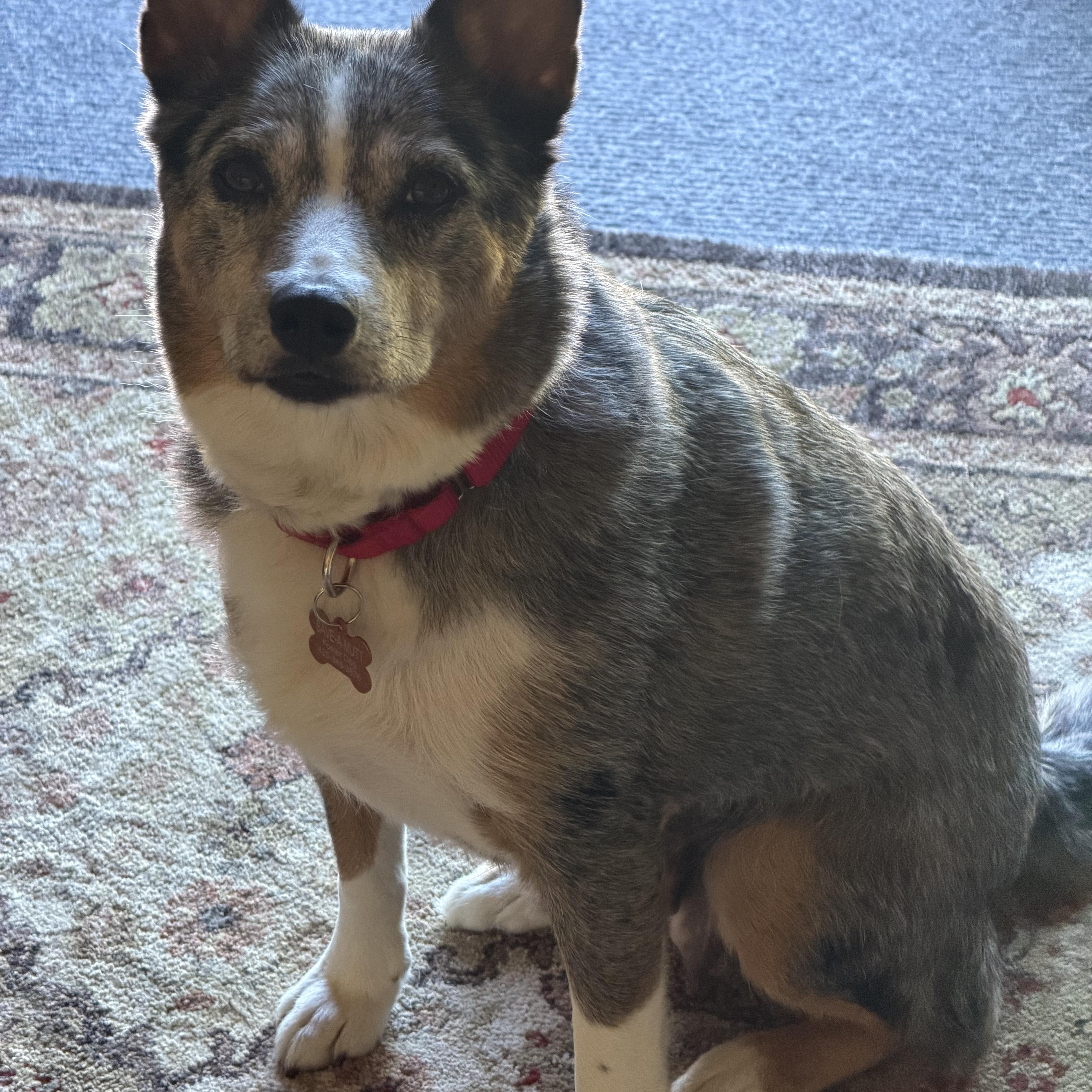 Maya, an adopted Australian Cattle Dog / Blue Heeler in Silvana, WA image 2/5