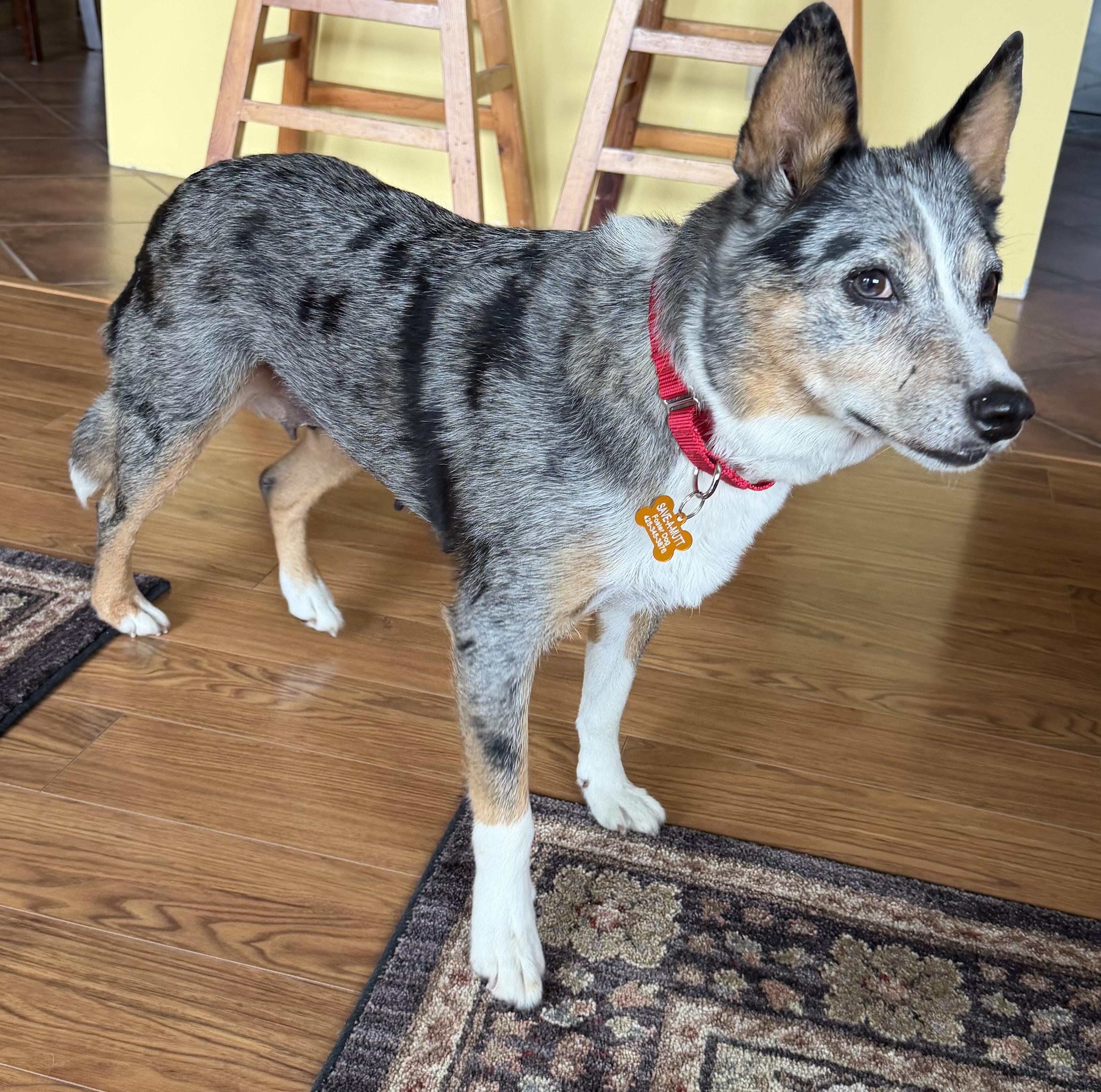 Maya, a ADOPTABLE Australian Cattle Dog / Blue Heeler in Silvana, WA image 2/2