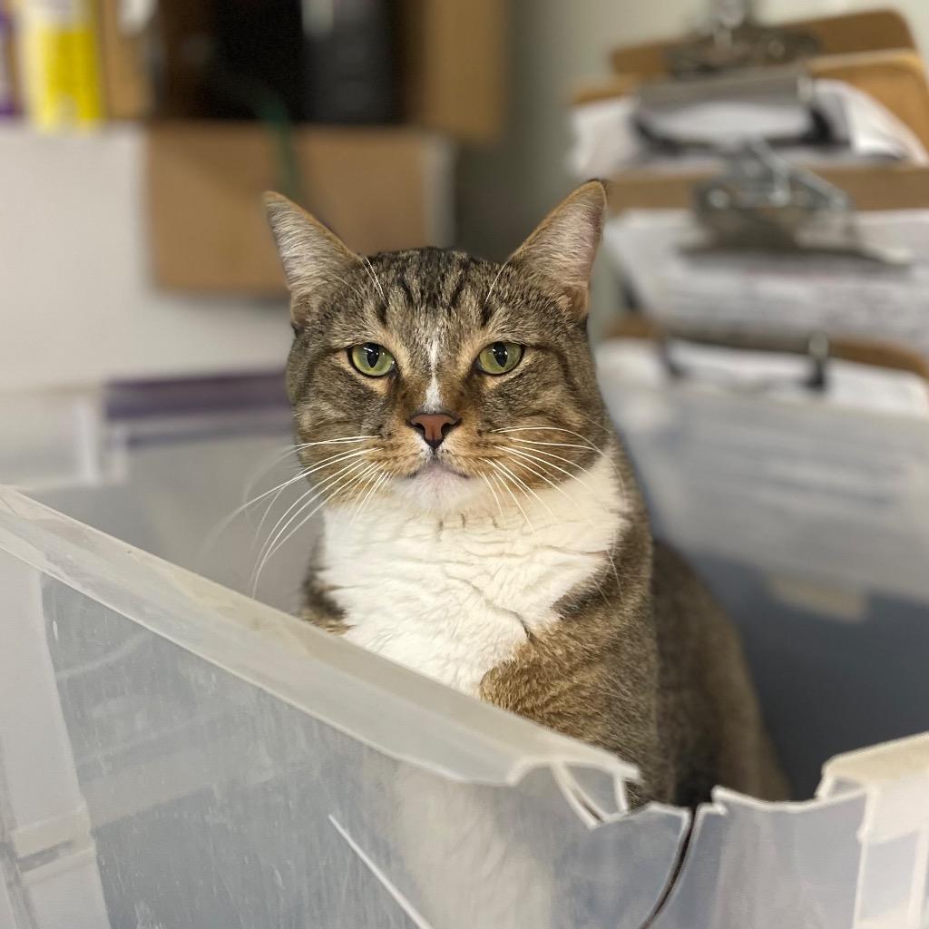 TOBY — thumbnail 2