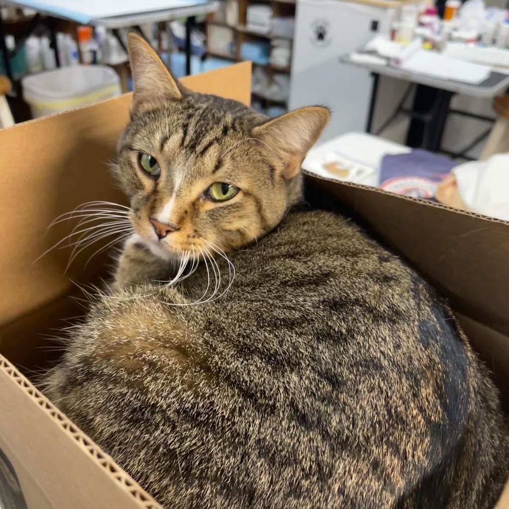 TOBY — thumbnail 3