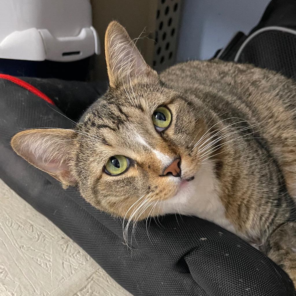 TOBY — thumbnail 5