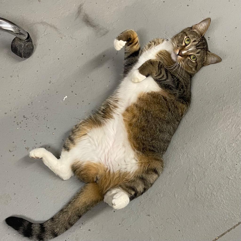 TOBY — thumbnail 6