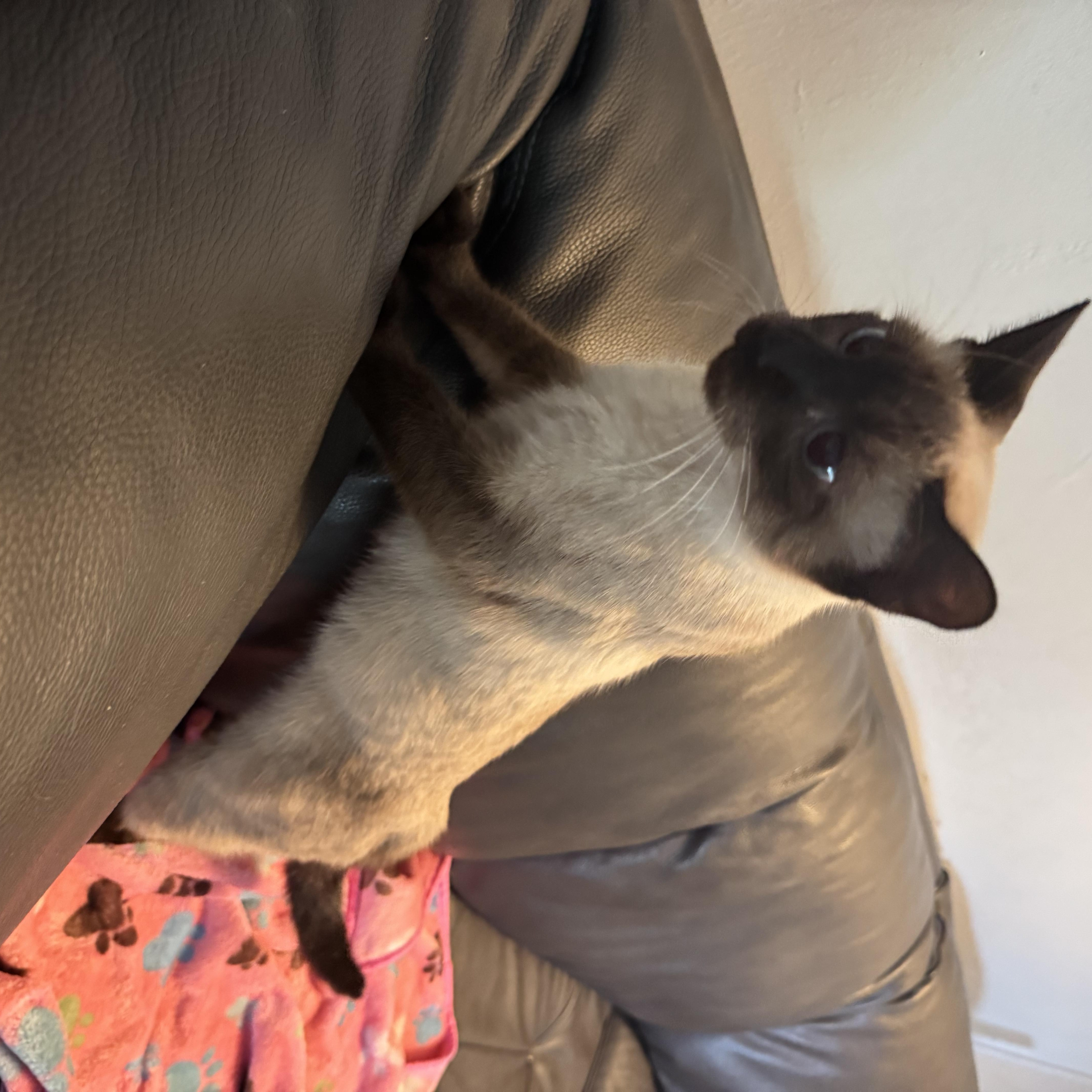 Sole, a ADOPTABLE Siamese in Boston, MA image 4/6