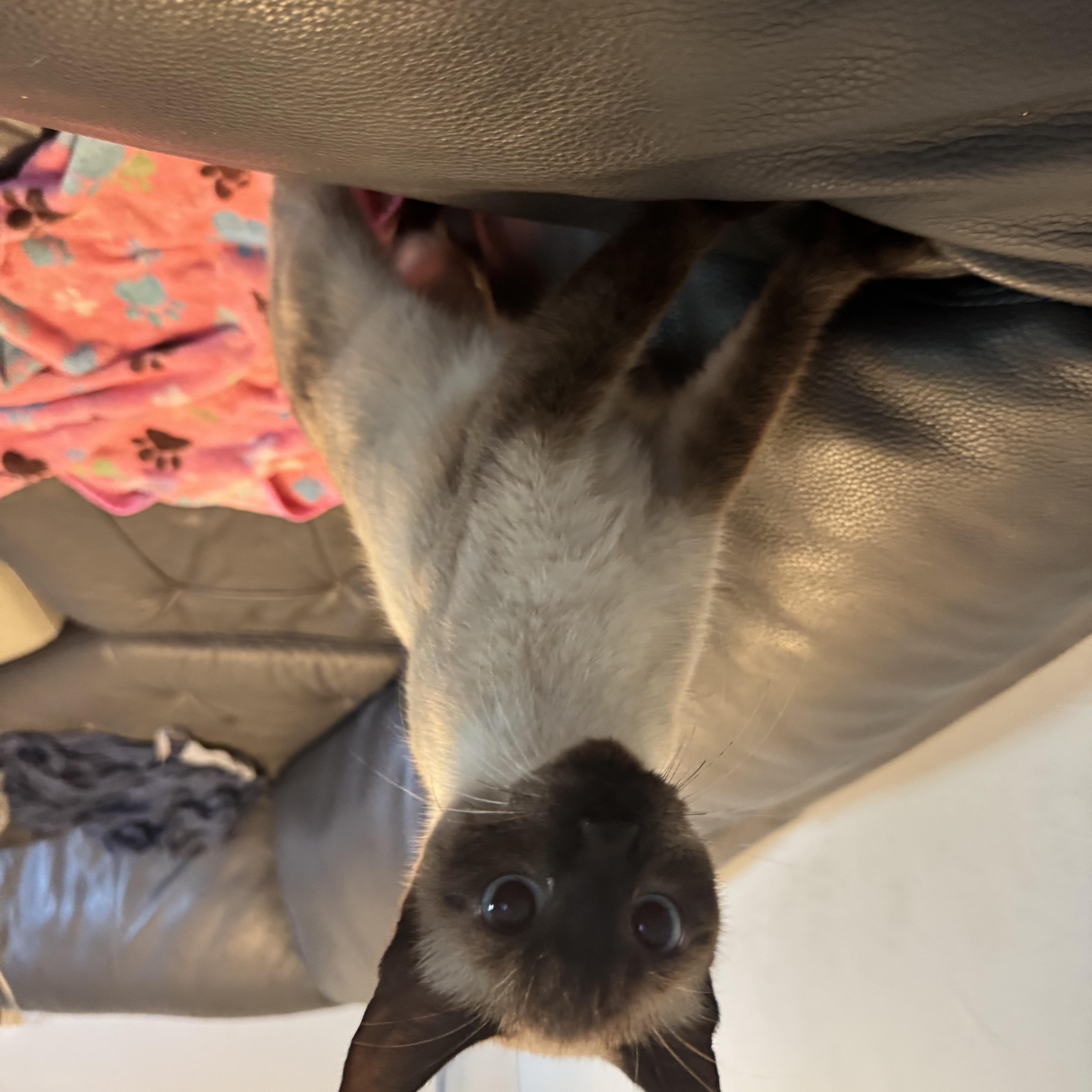Sole, a ADOPTABLE Siamese in Boston, MA image 3/6
