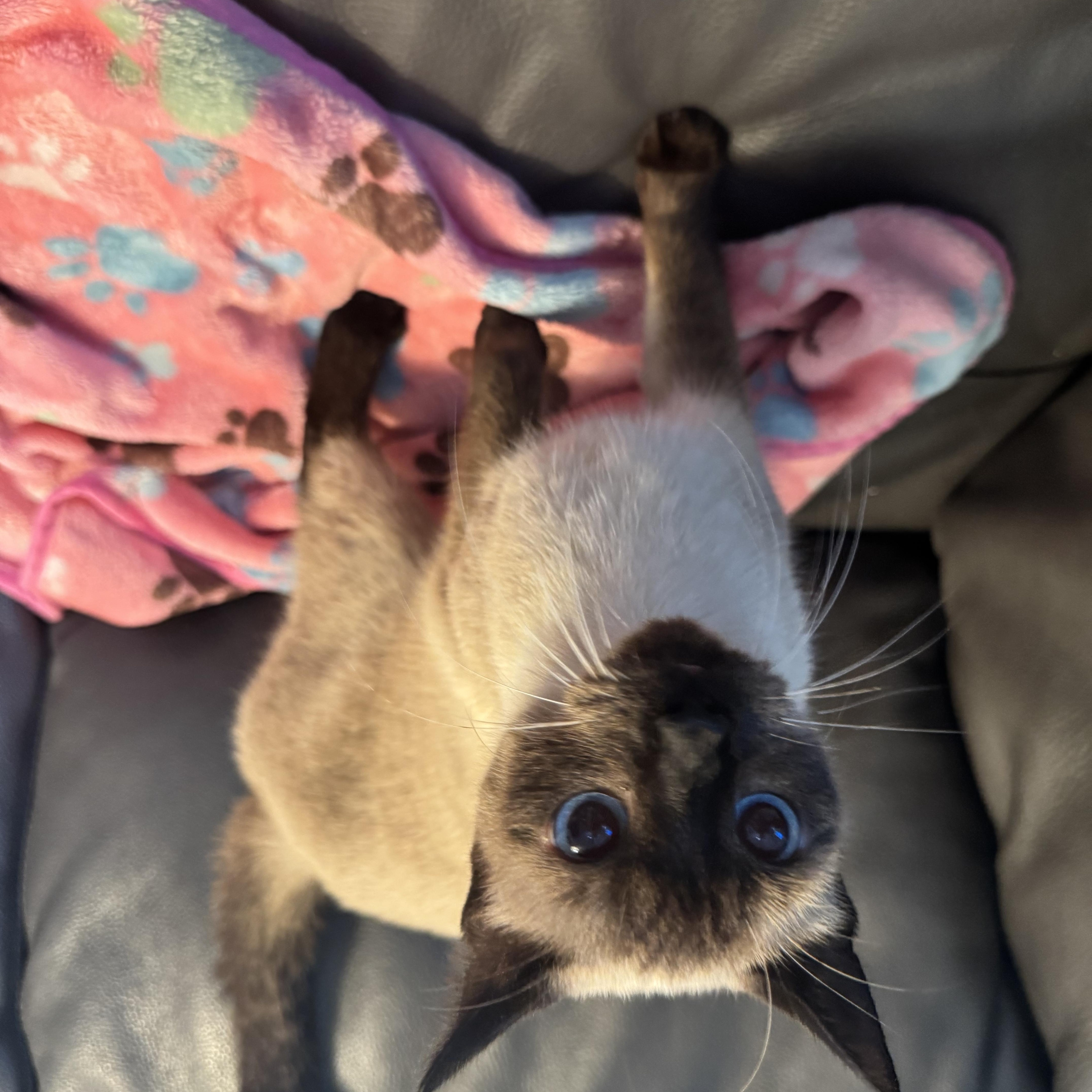 Sole, a ADOPTABLE Siamese in Boston, MA image 2/6