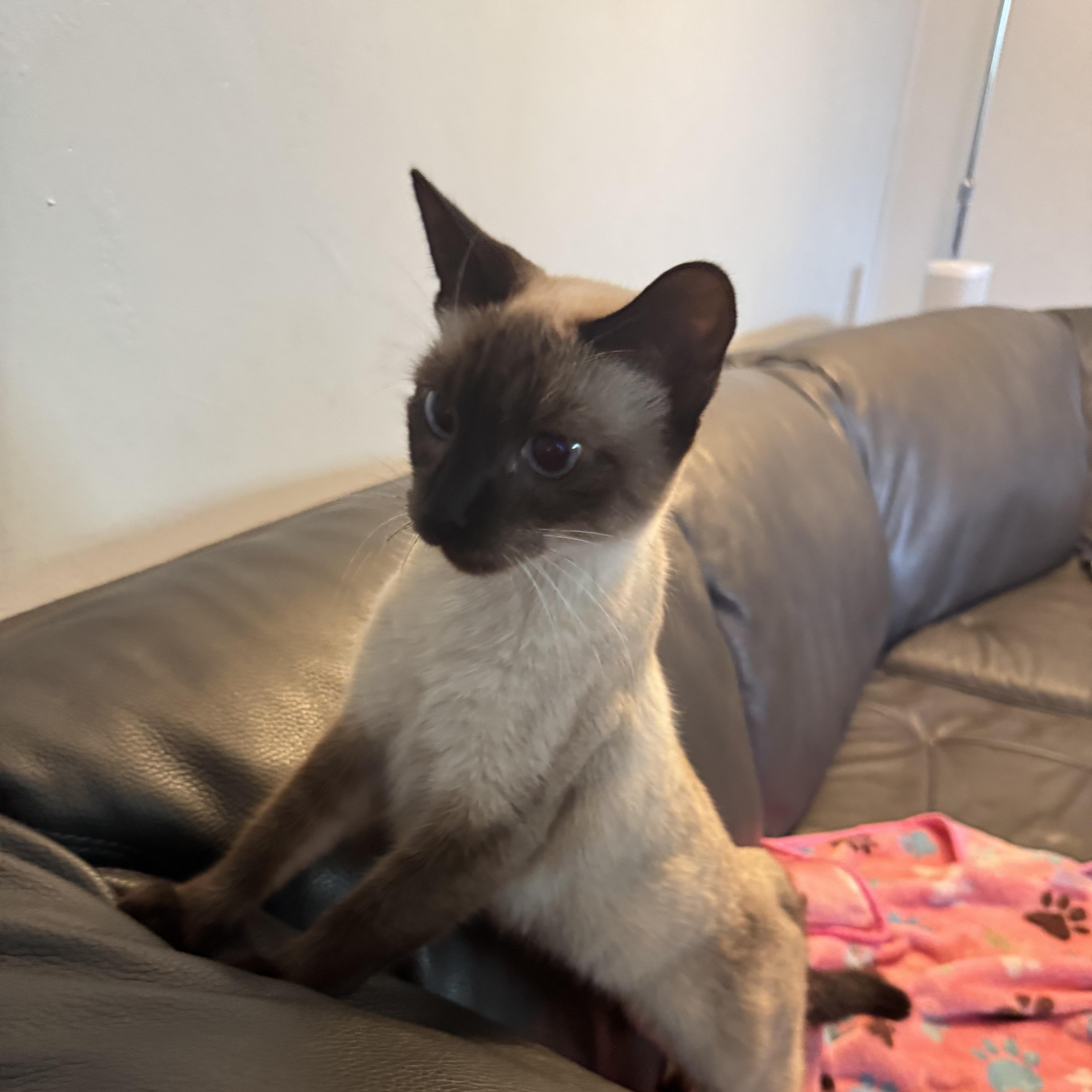 Sole, ADOPTABLE, Young Female Siamese.
