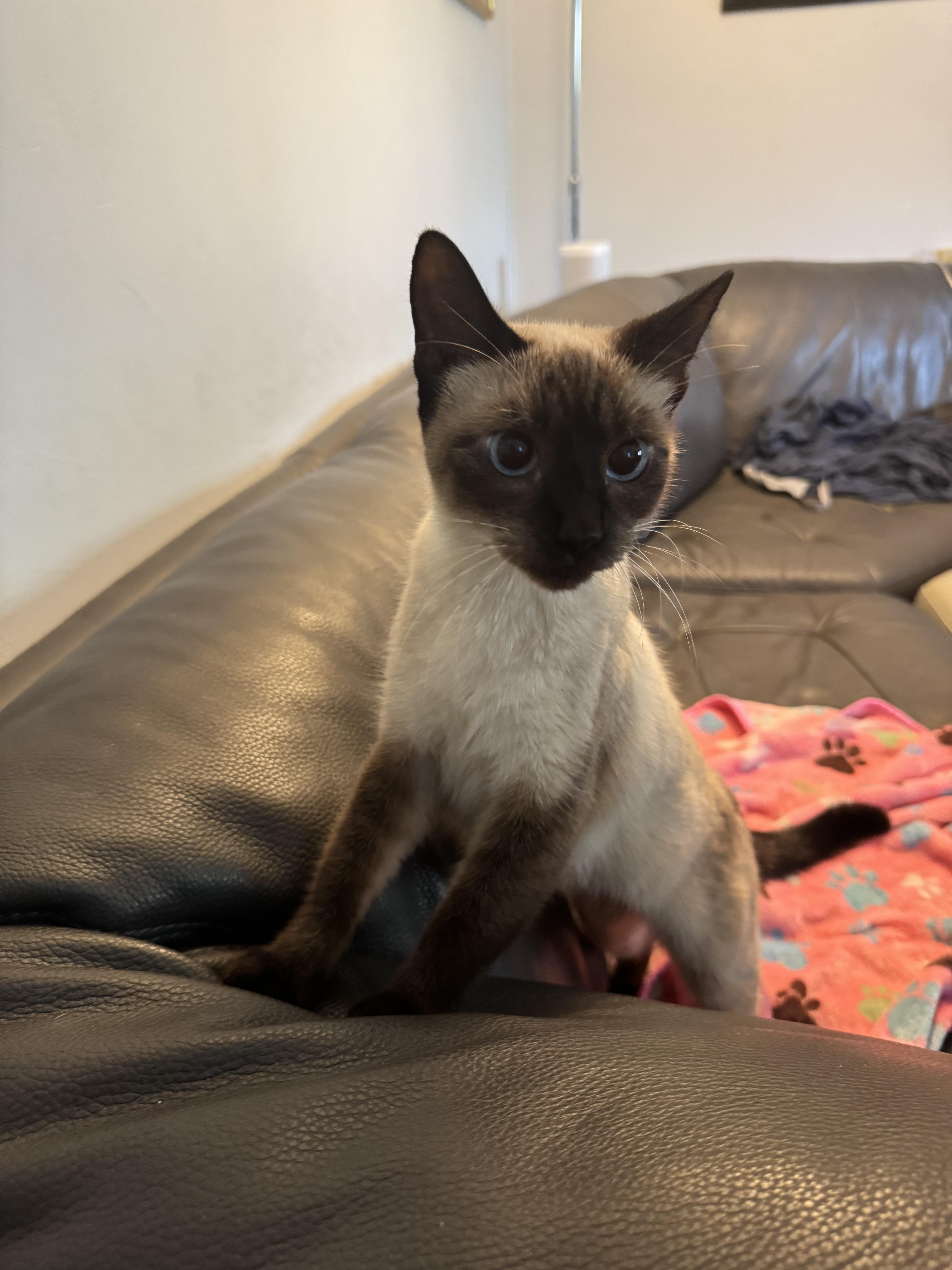 Sole, a ADOPTABLE Siamese in Boston, MA image 6/6