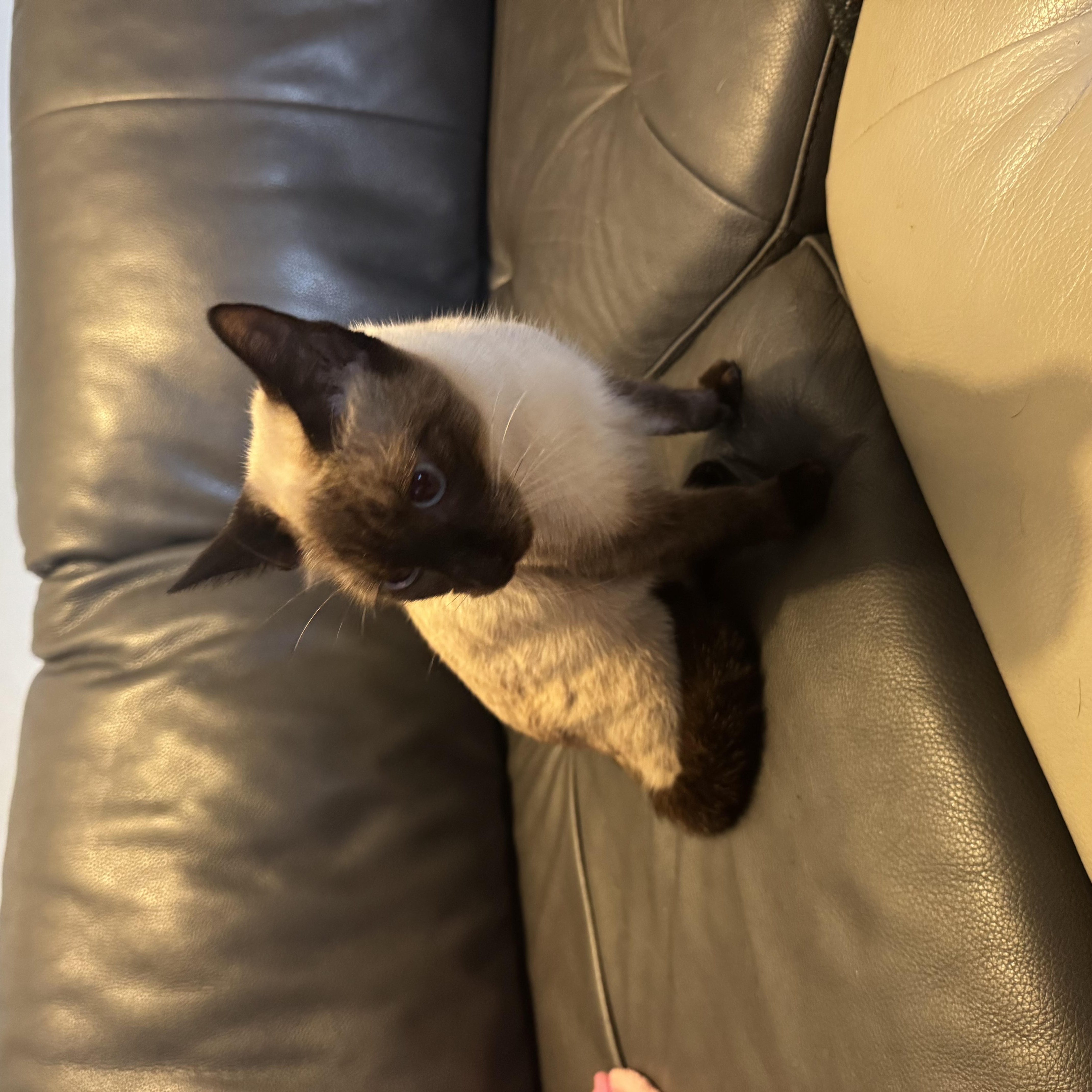 Sole, a ADOPTABLE Siamese in Boston, MA image 5/6