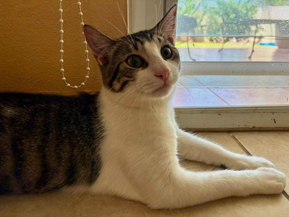 Ody, Adoptable, Kitten Male Tabby.