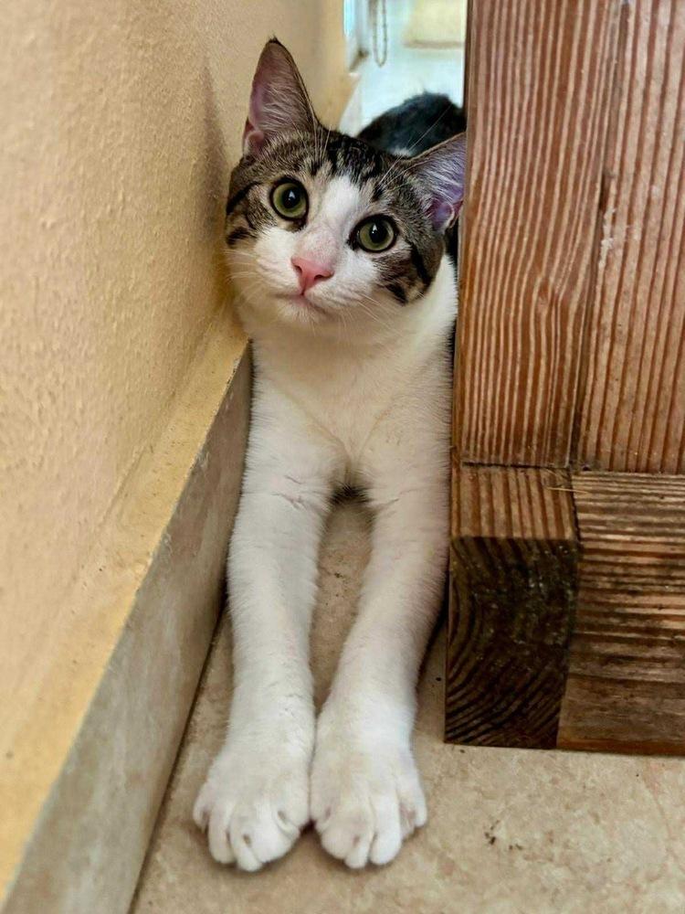 Enlarge Ody, a Adoptable Tabby image 2/6