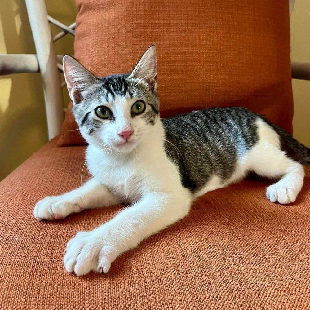 Enlarge Ody, a Adoptable Tabby image 4/6