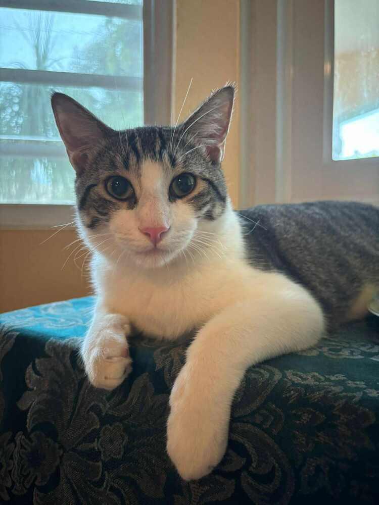 Enlarge Ody, a Adoptable Tabby image 5/6