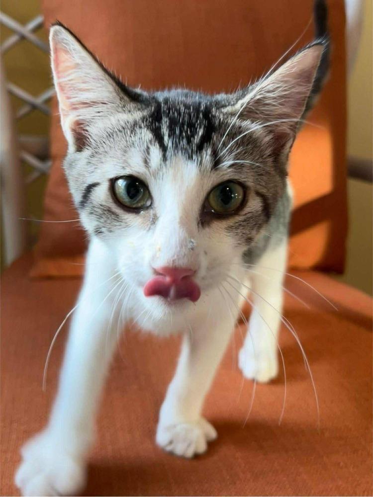 Enlarge Ody, a Adoptable Tabby image 6/6