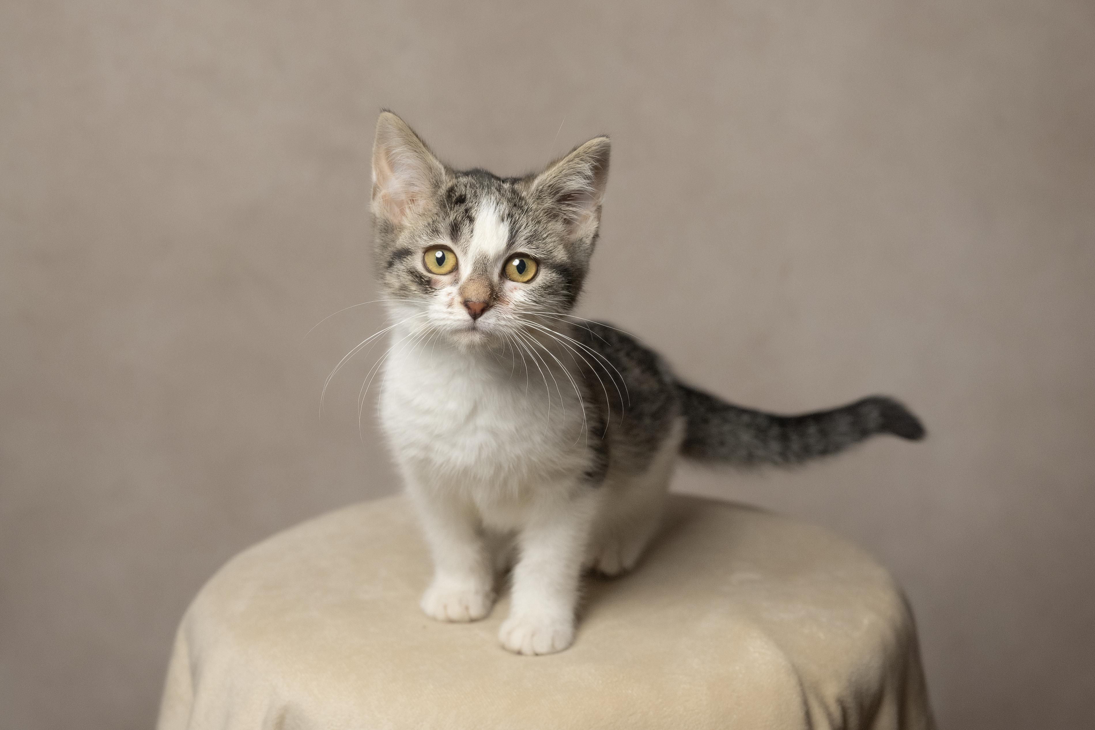Zinnia, ADOPTABLE, Young Female Domestic Medium Hair.