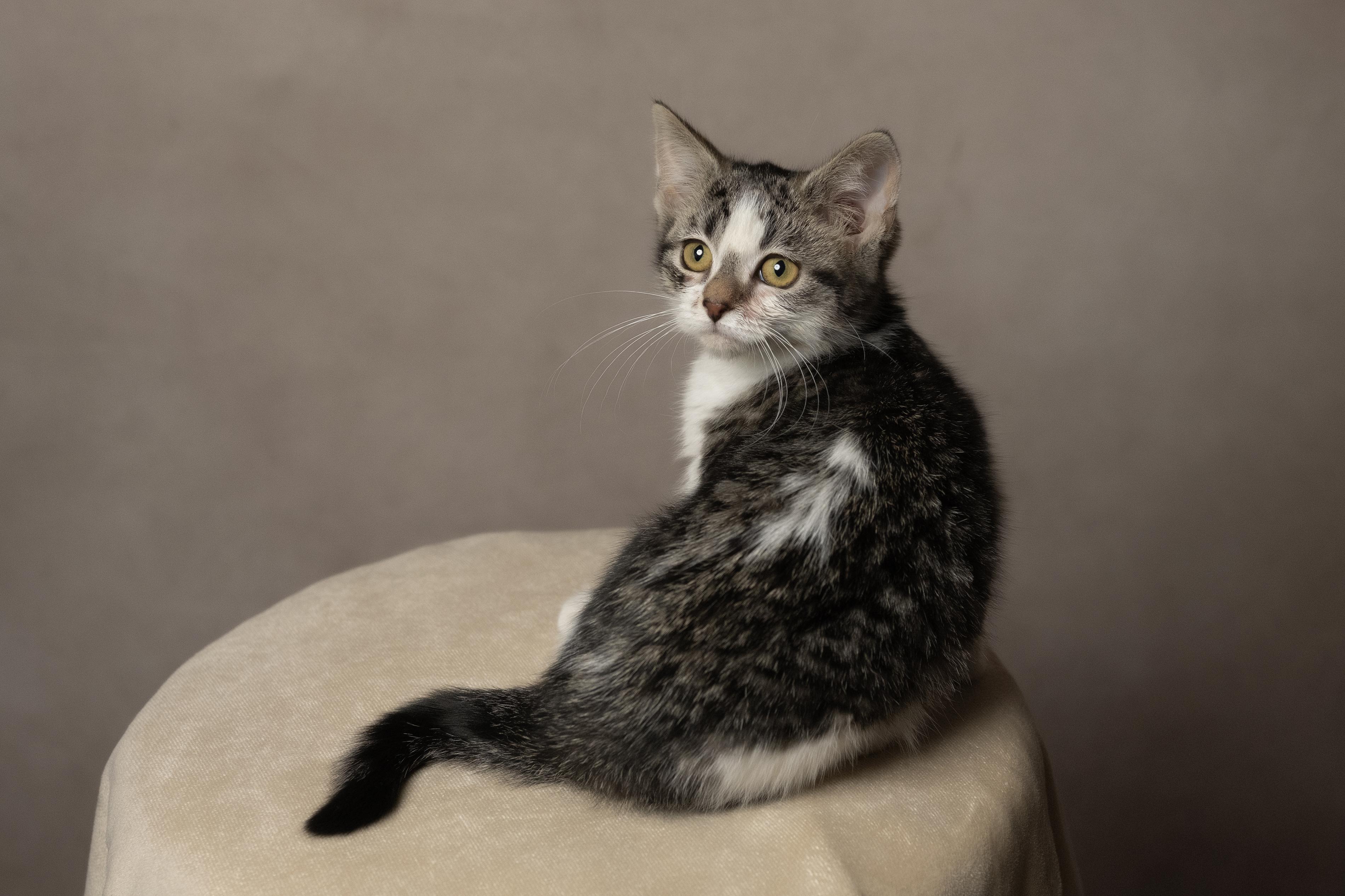 Zinnia, a ADOPTABLE Domestic Medium Hair in Muncie, IN image 2/2