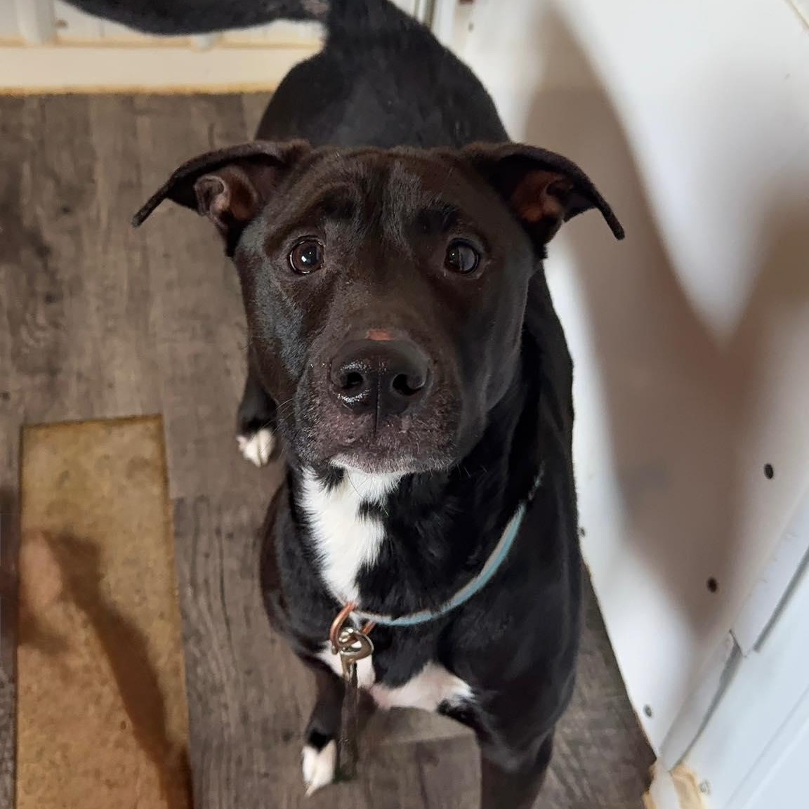 Coco, ADOPTABLE, Adult Female Labrador Retriever & Mixed Breed.