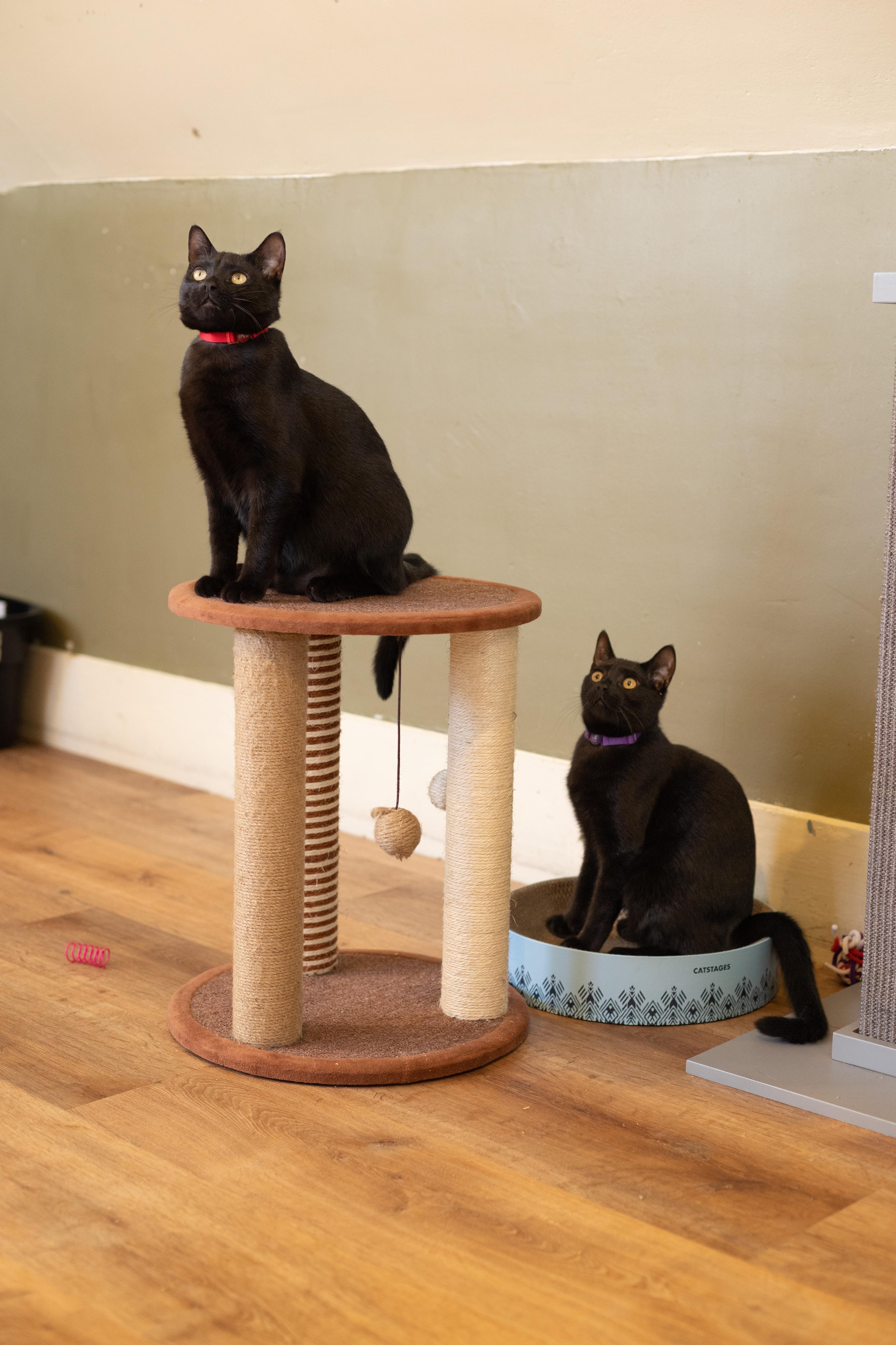 Twizzler and Liquorice photo 2