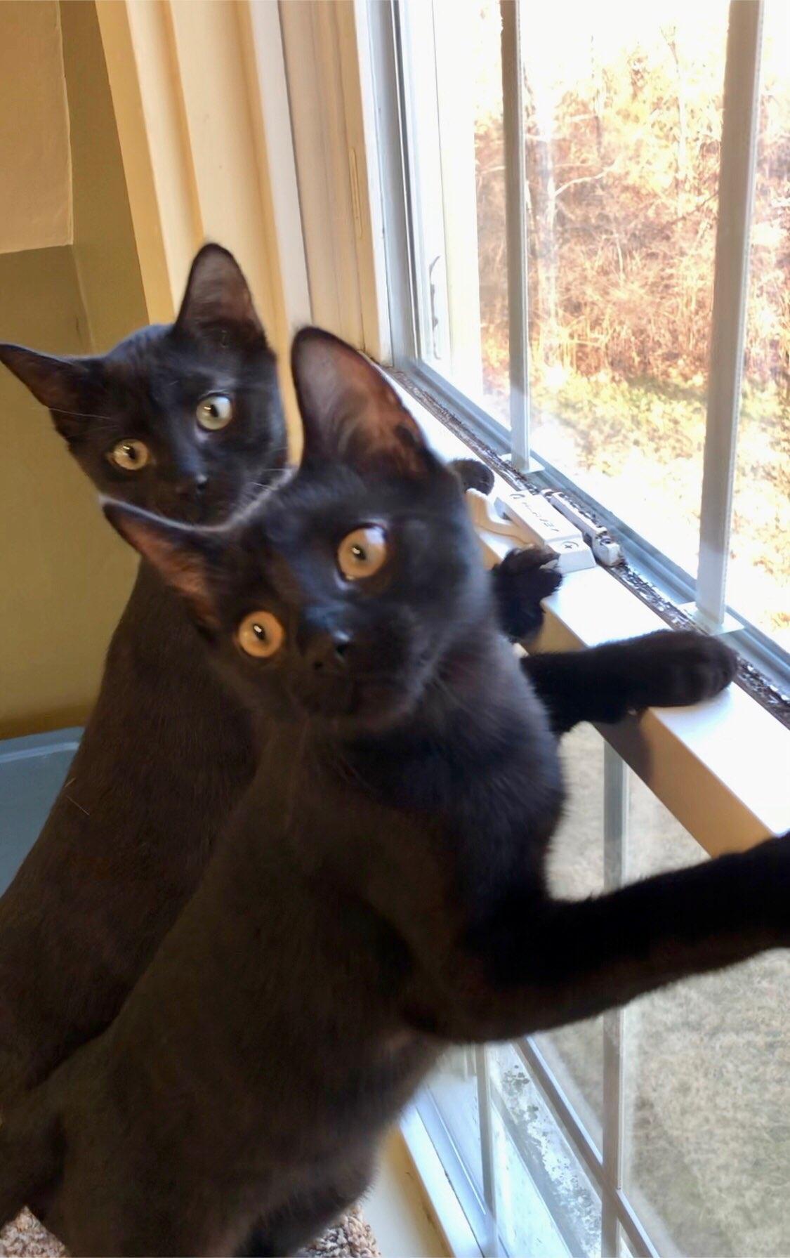 Twizzler and Liquorice, Young Male Domestic Short Hair