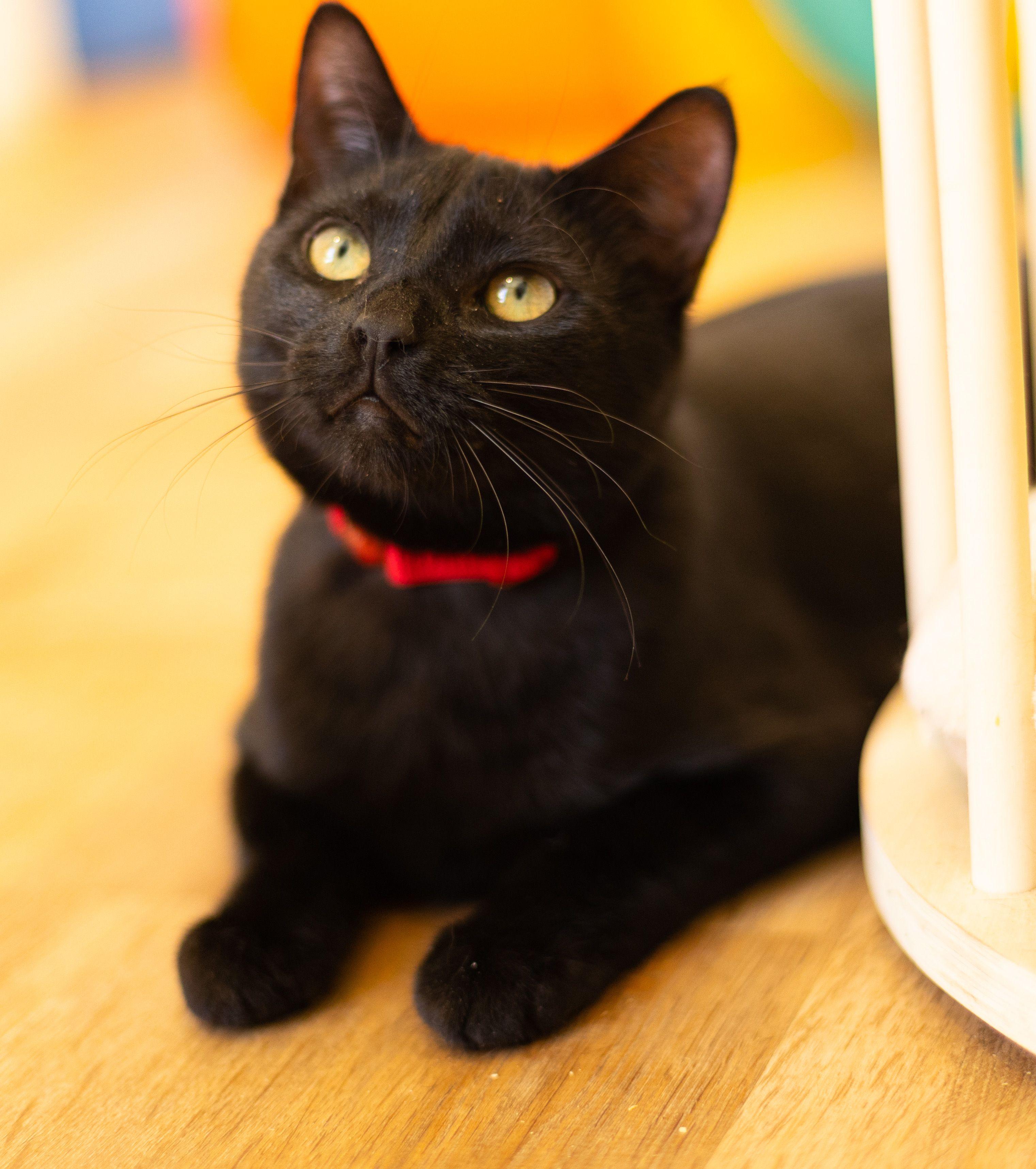 Twizzler and Liquorice photo 3