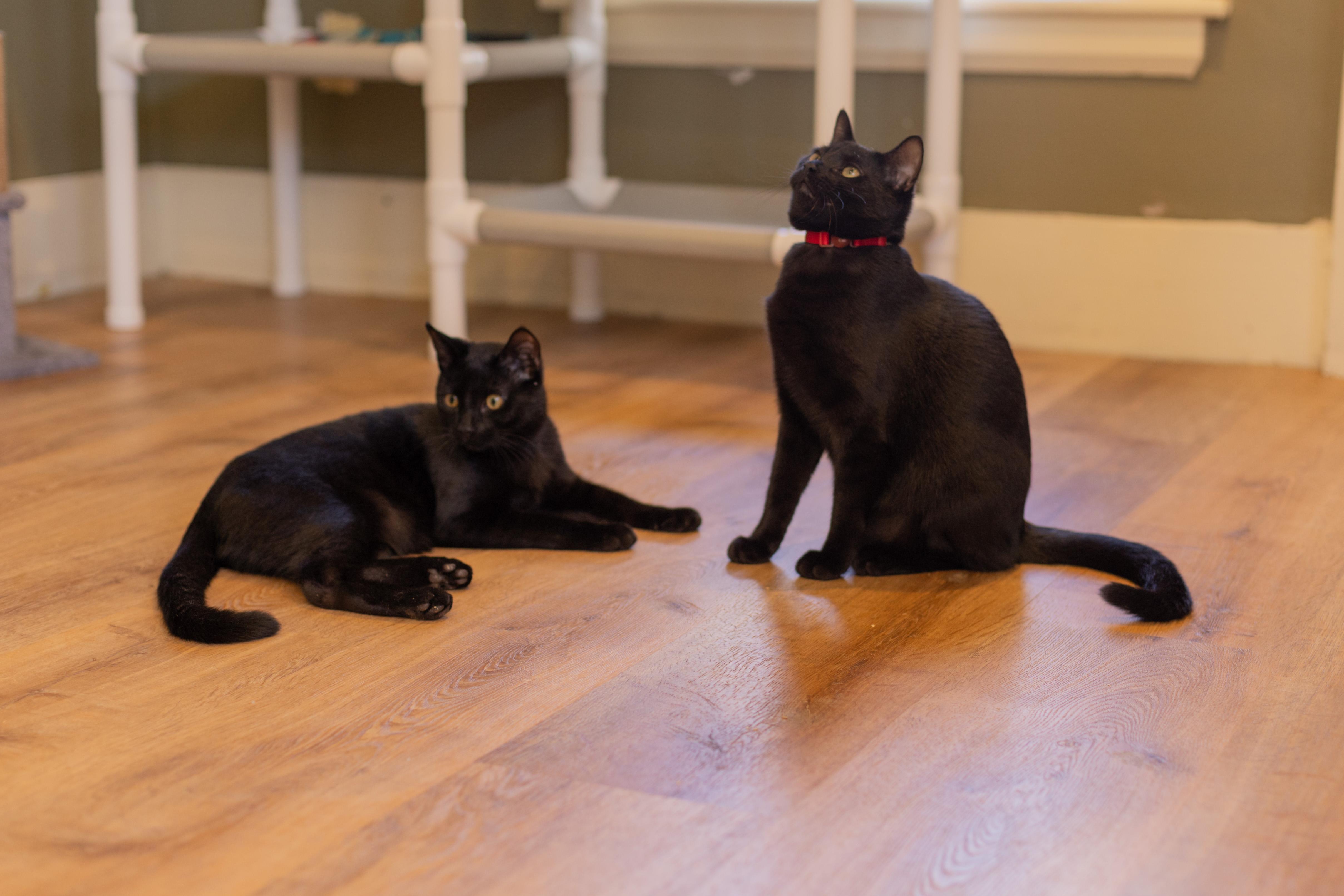 Twizzler and Liquorice photo 4