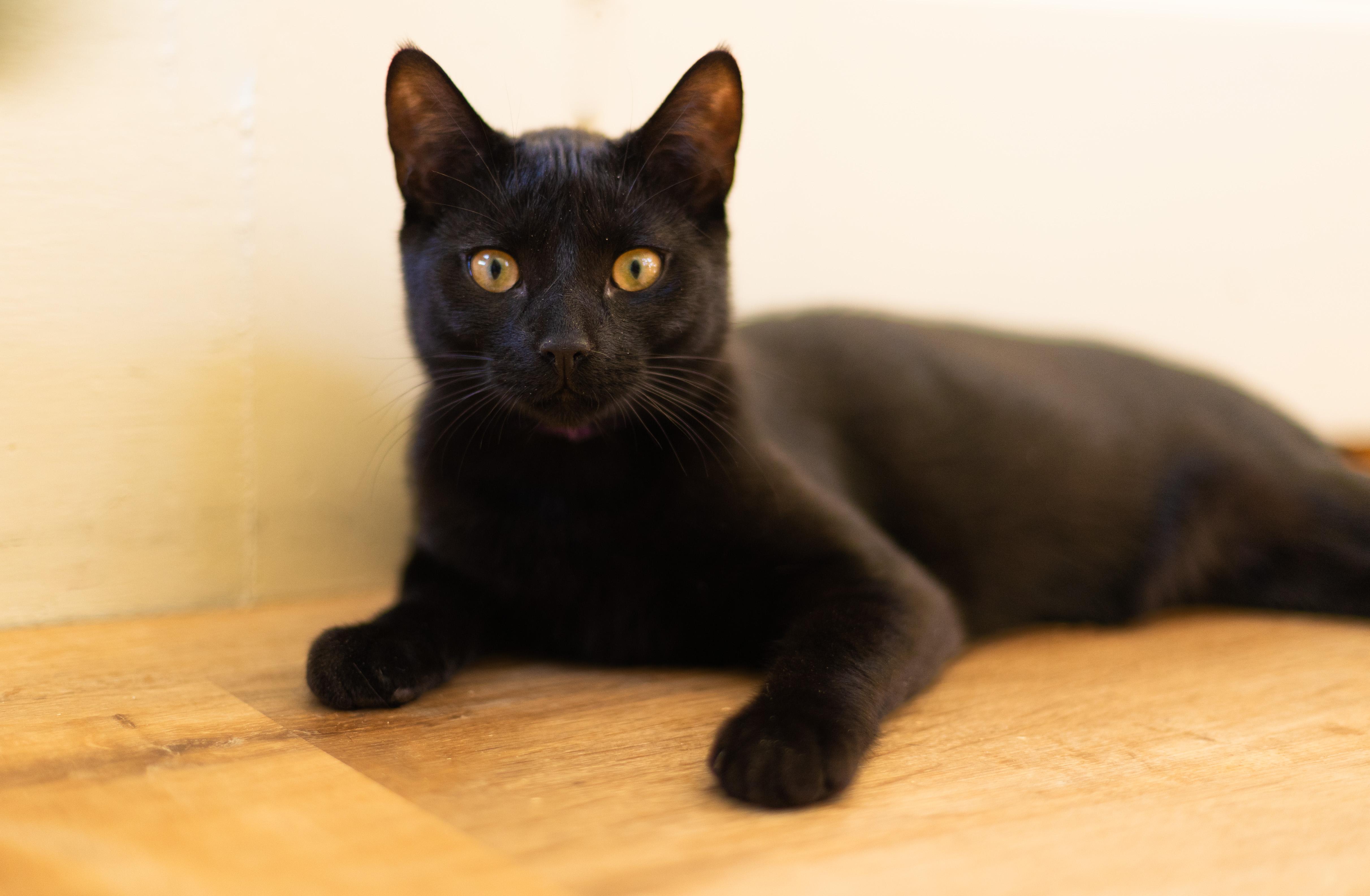 Twizzler and Liquorice photo 5